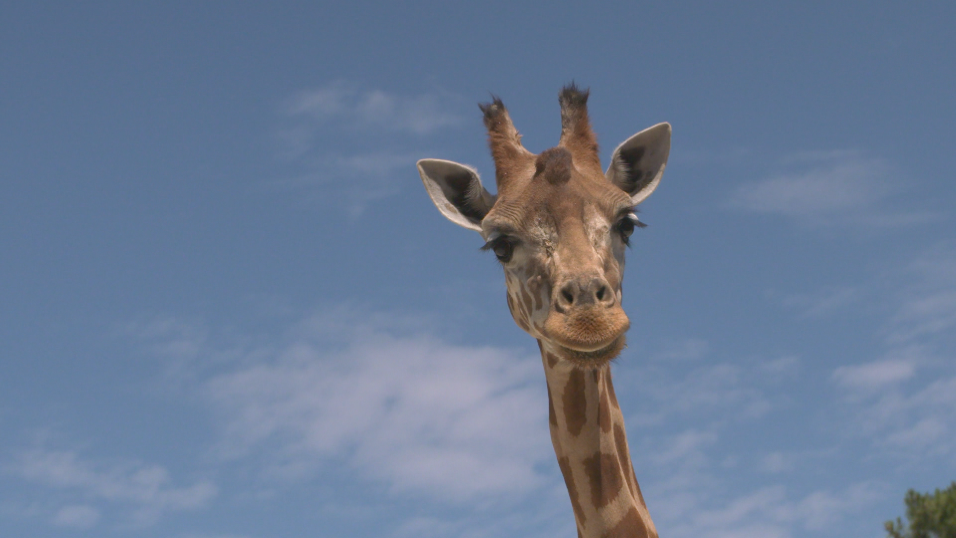 Une saison au zoo  (1).tif