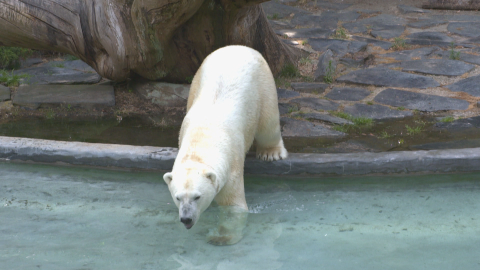 Une saison au zoo  (2).tif