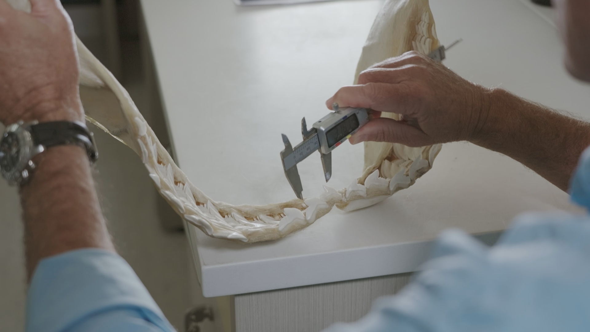 Embuscade en Australie (2).jpg