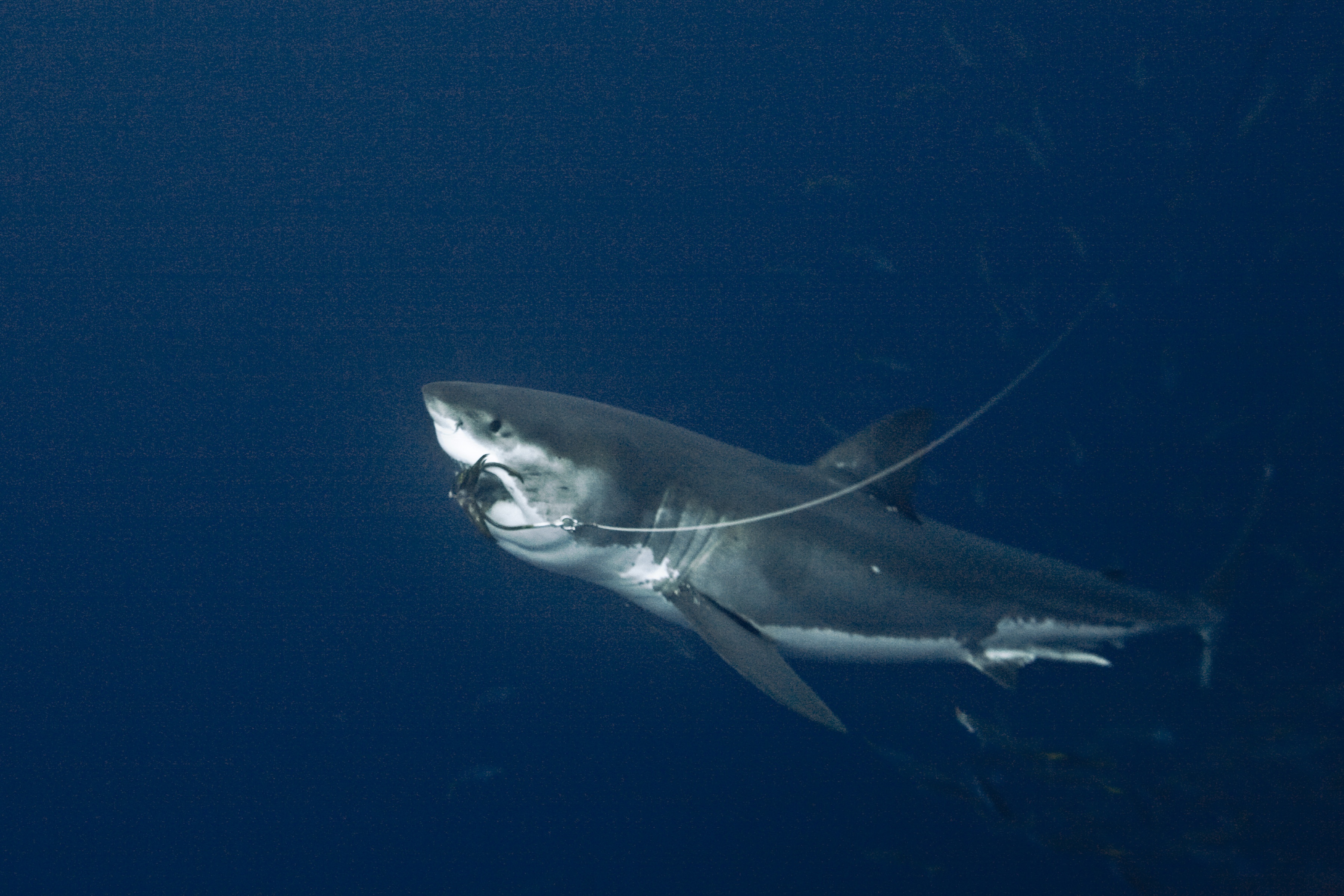 Les hommes-requins  Gouttes de sang (2).JPG