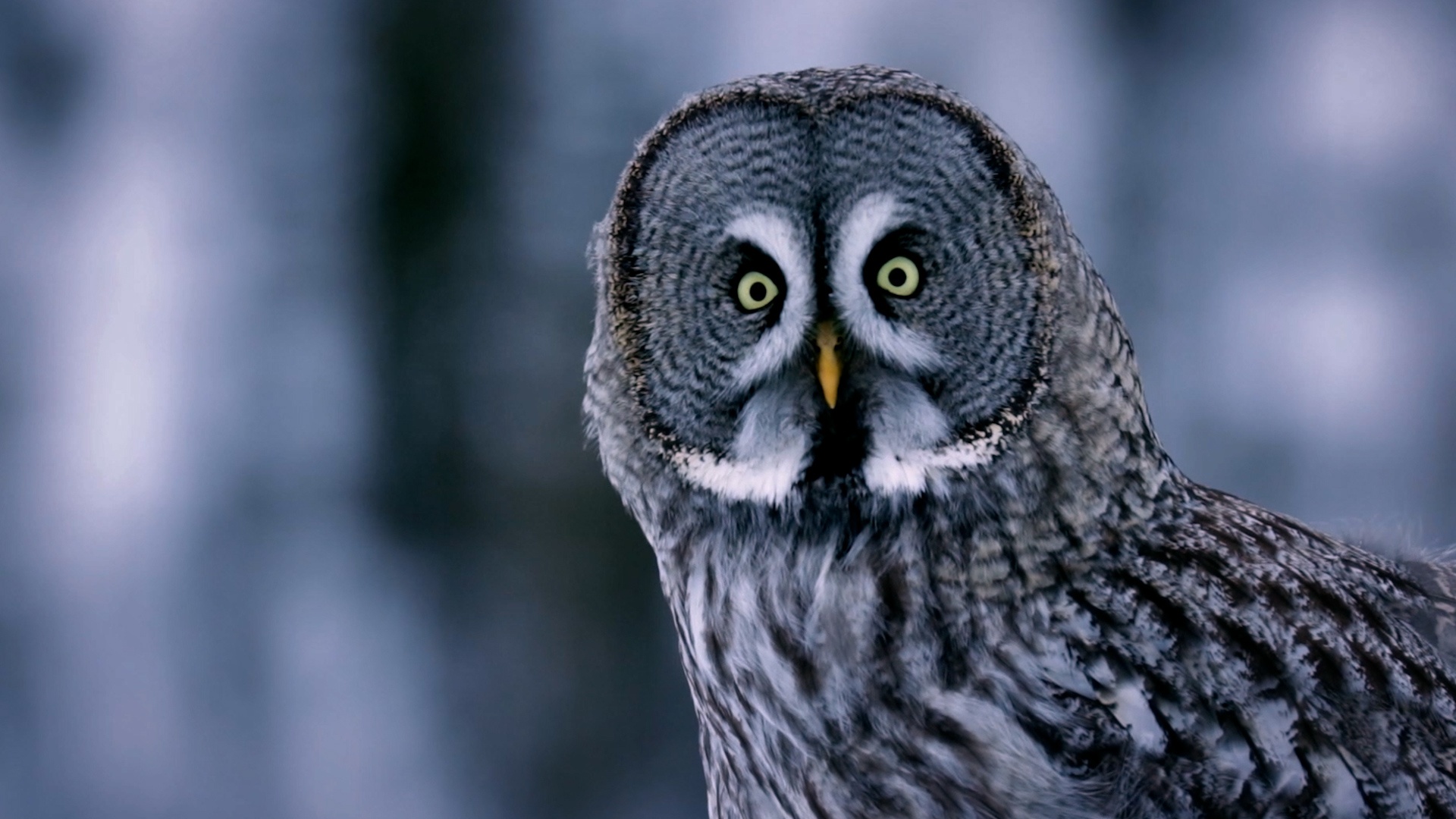 Prédateurs nocturnes (1).jpg