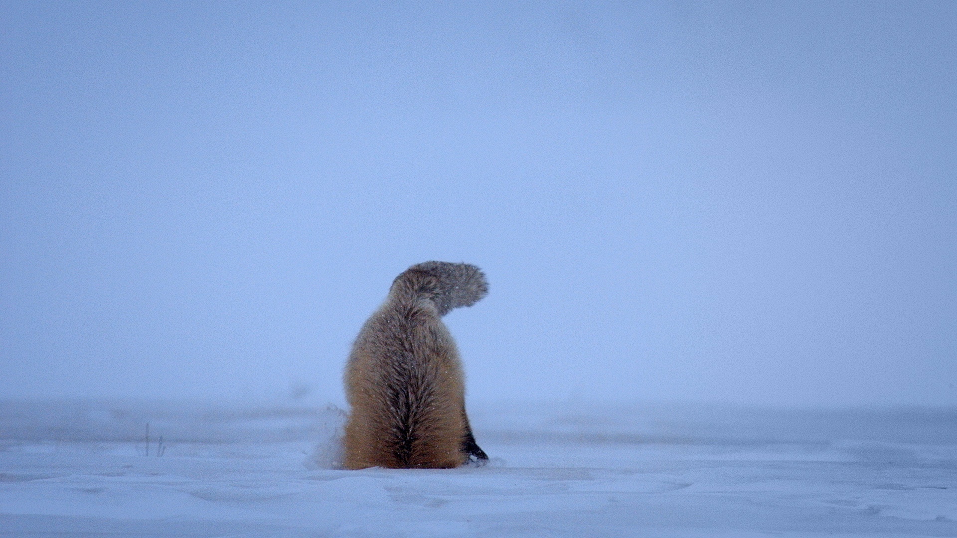 Prédateurs nocturnes (3).jpg