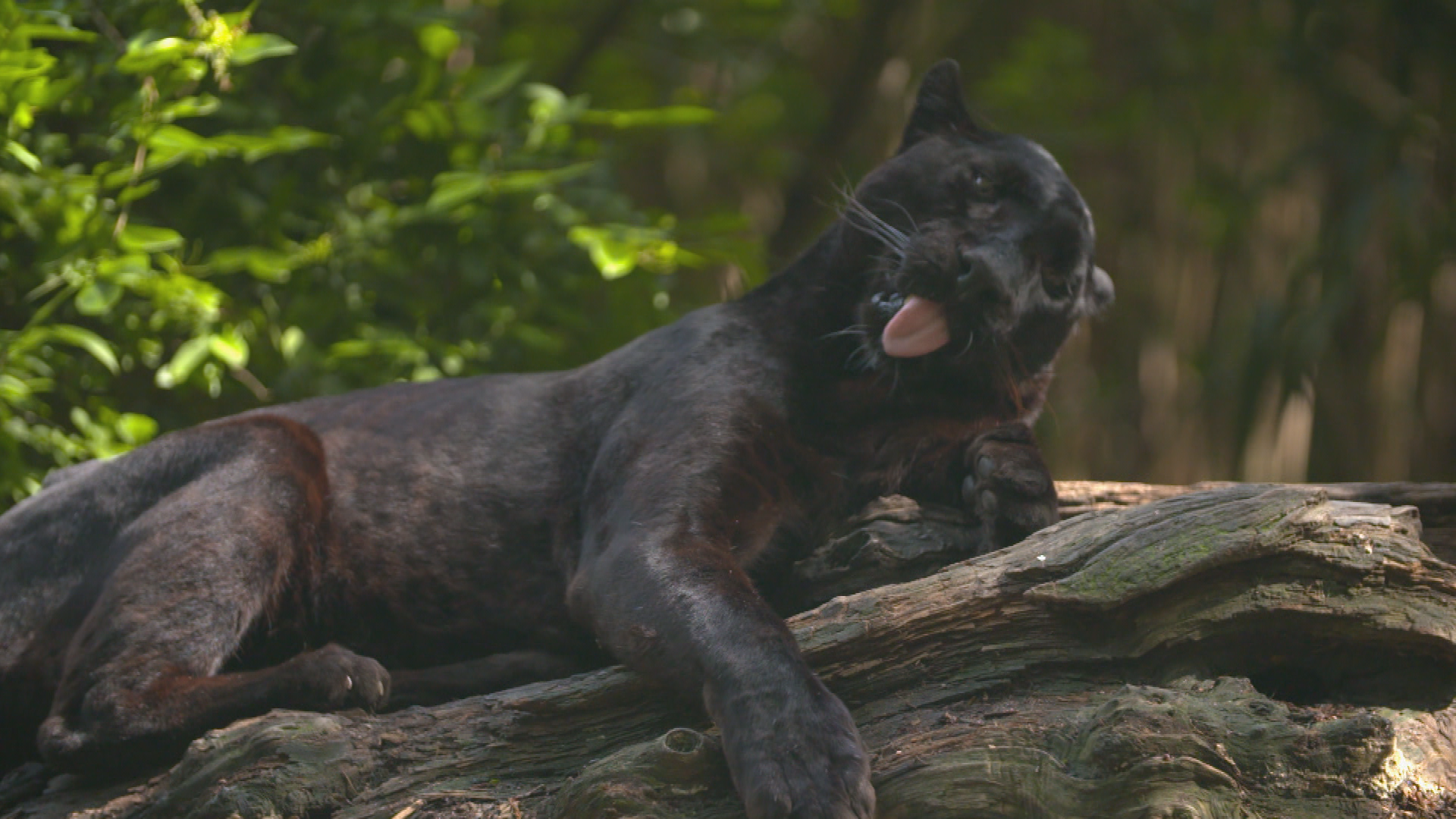 Une saison au zoo (2).tif