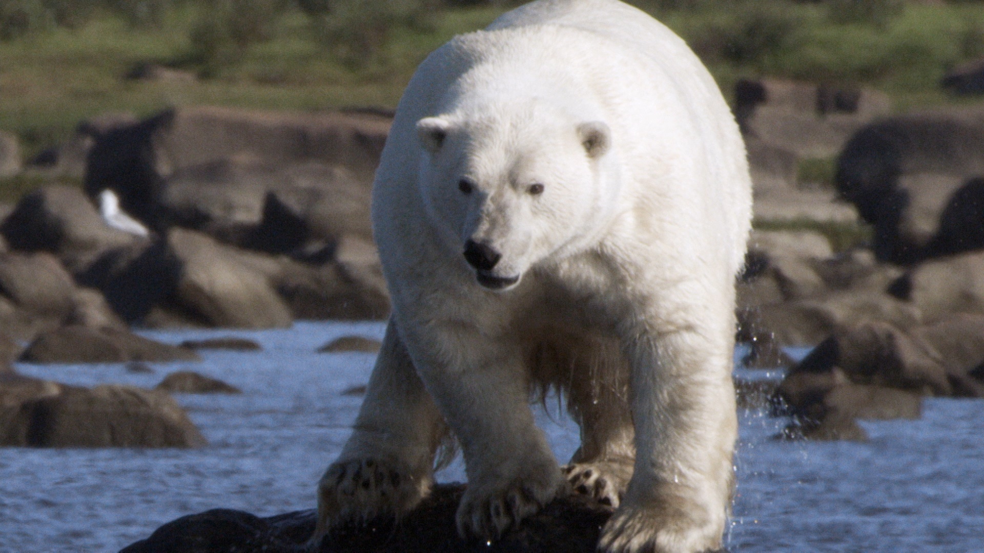 Le royaume des bélugas (1).jpg