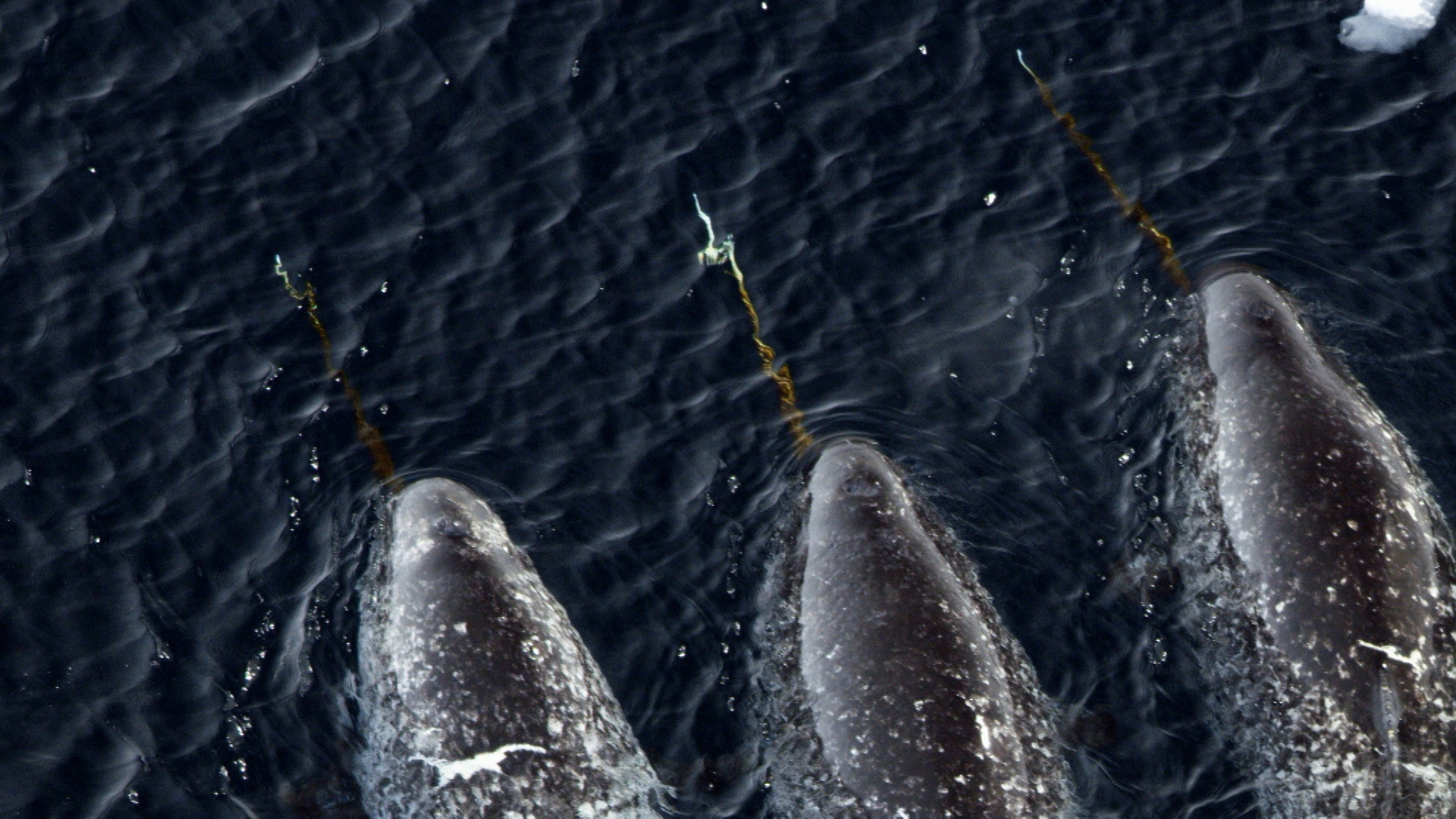 Le royaume des bélugas (2).jpg