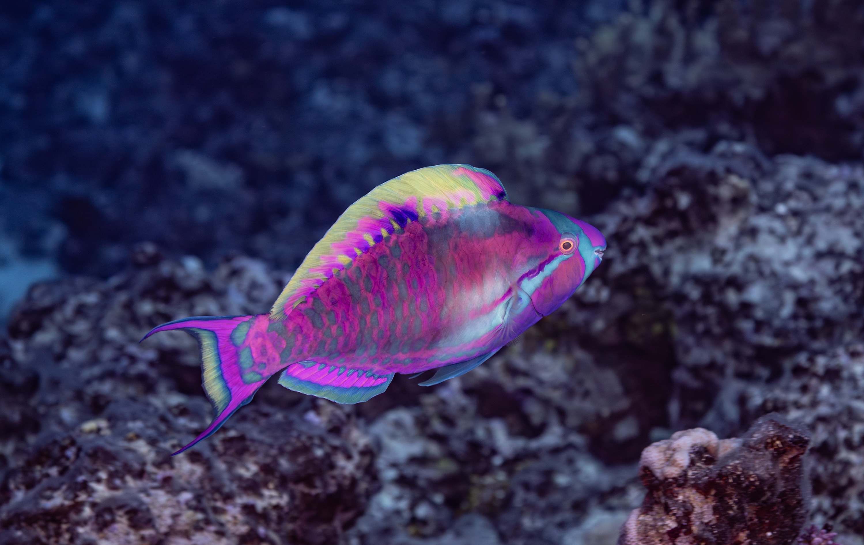 Paradis en danger  L’île de Niue (3).jpg