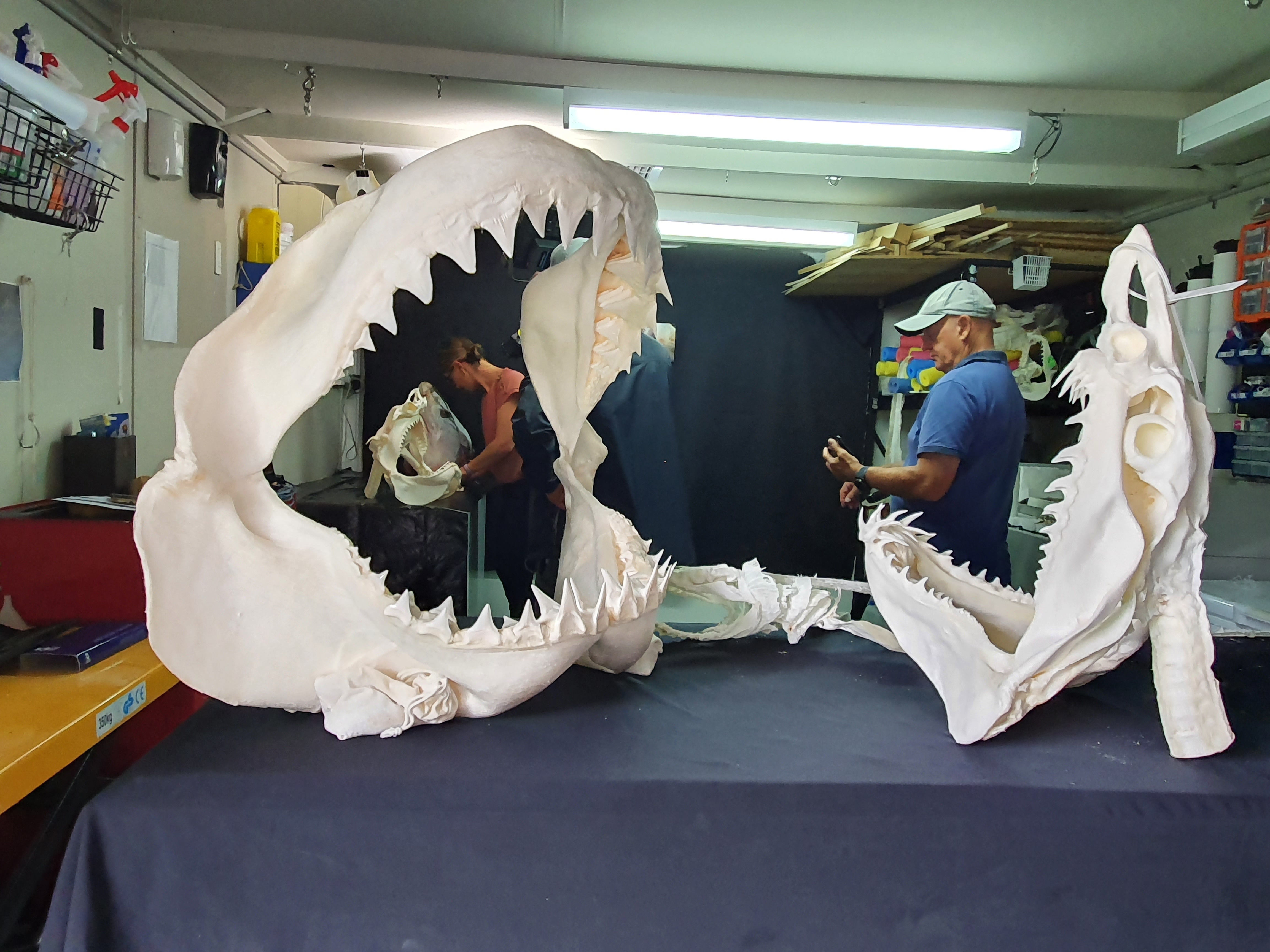 Sharks Attack ! Terreur des profondeurs (2).jpg