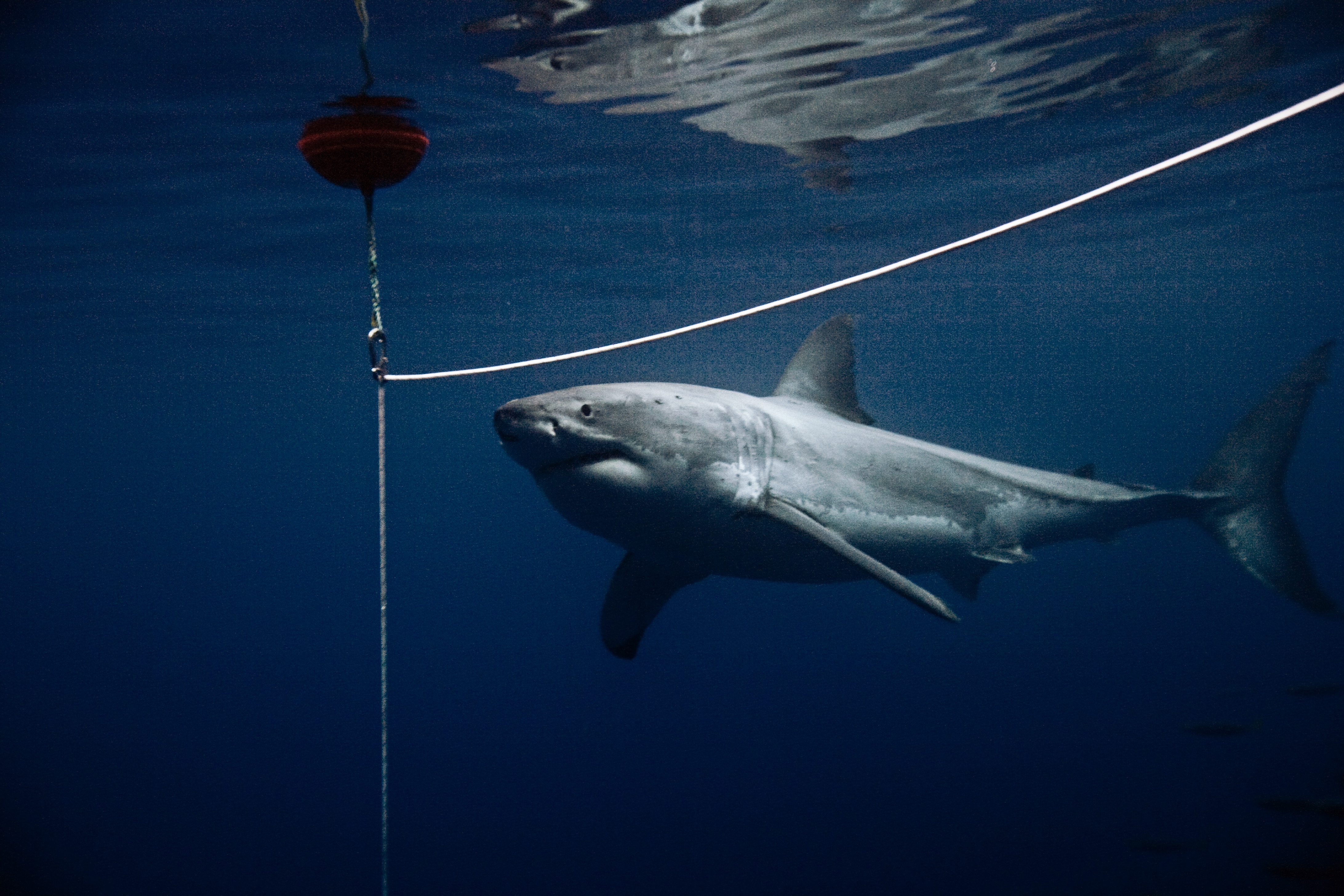 Les hommes-requins  Attrapez le monstre ! (2).JPG