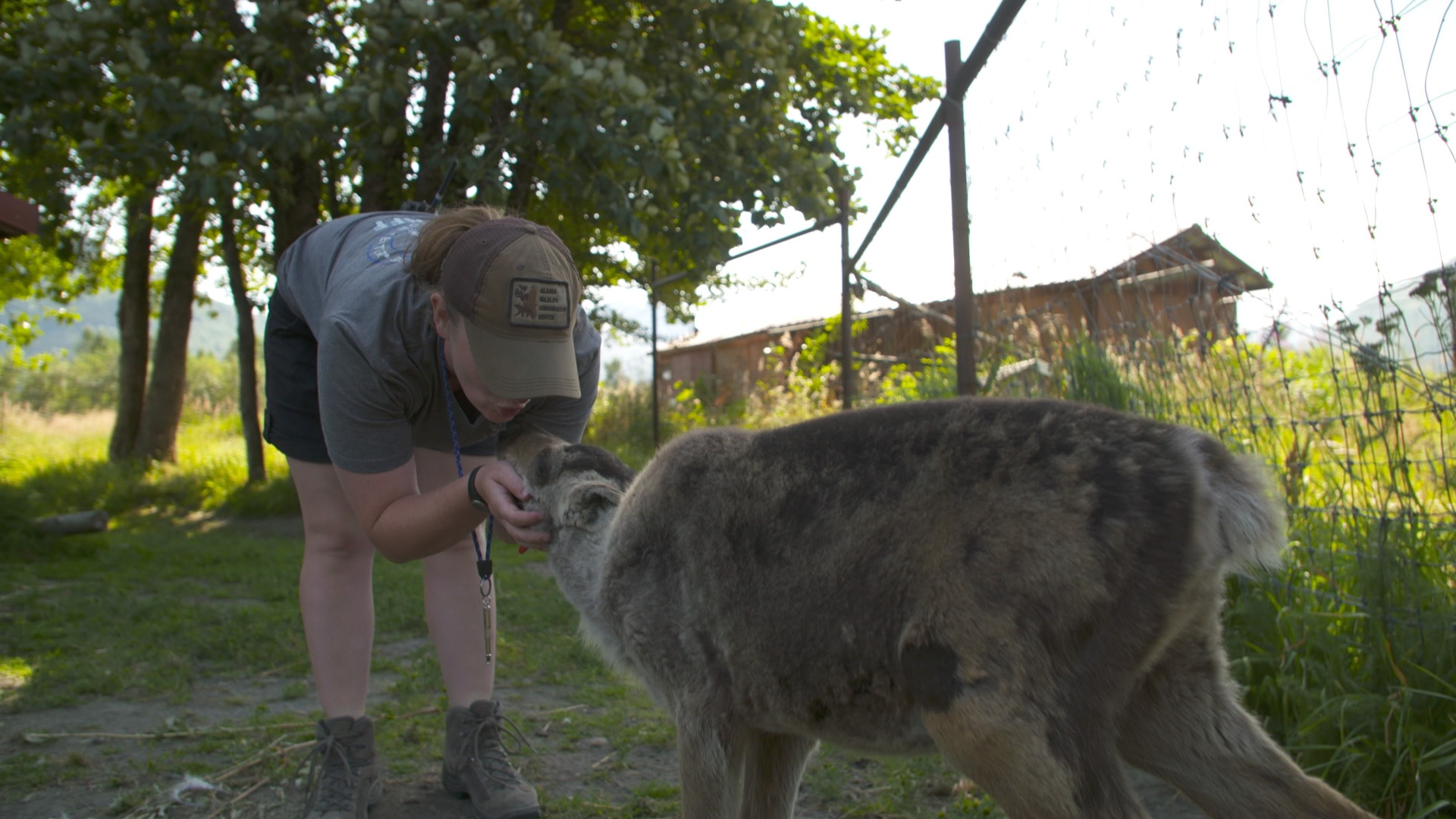 Drôles d'amis  Un mouton garde du corps (1).jpg