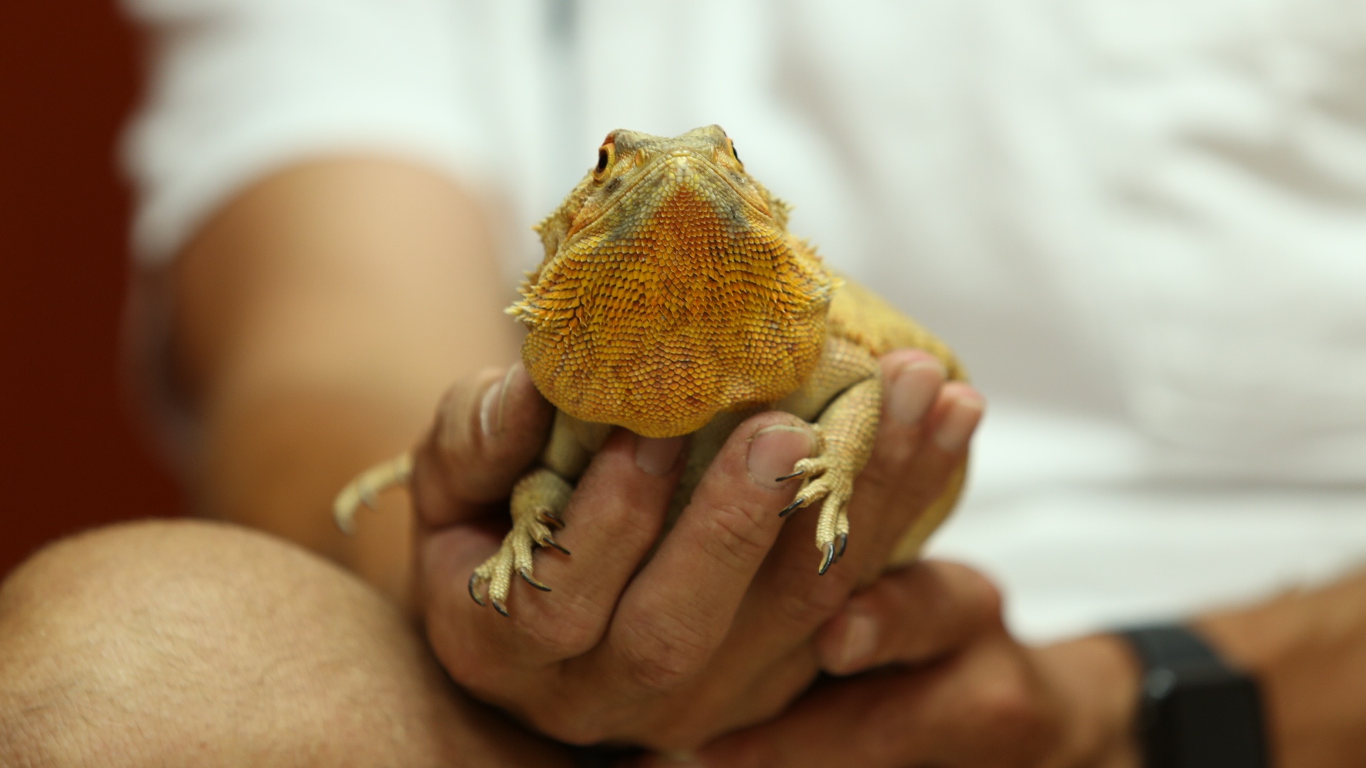 La clinique des animaux exotiques  À la rescousse ! (2).jpg