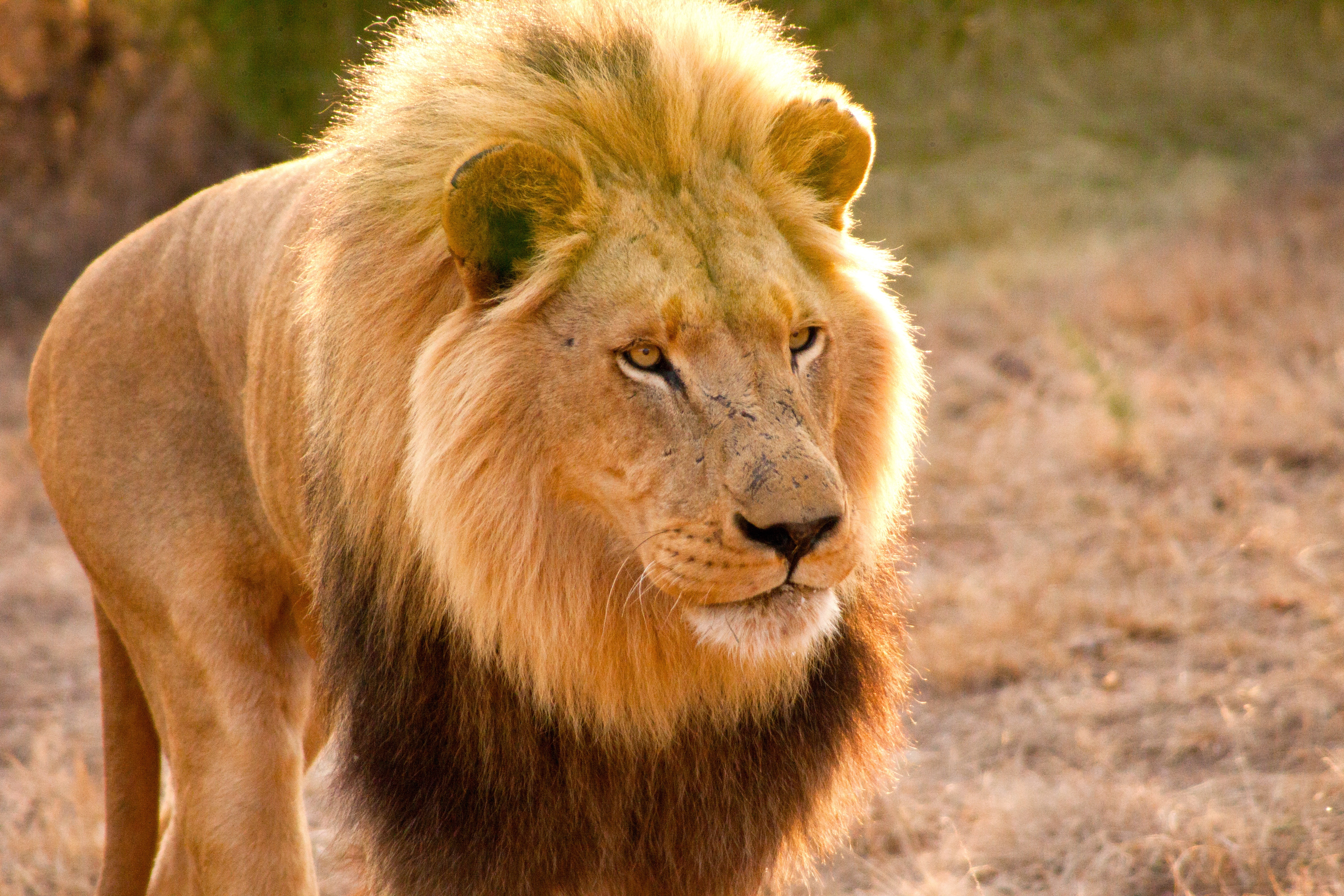 Man vs Lion (3).jpg