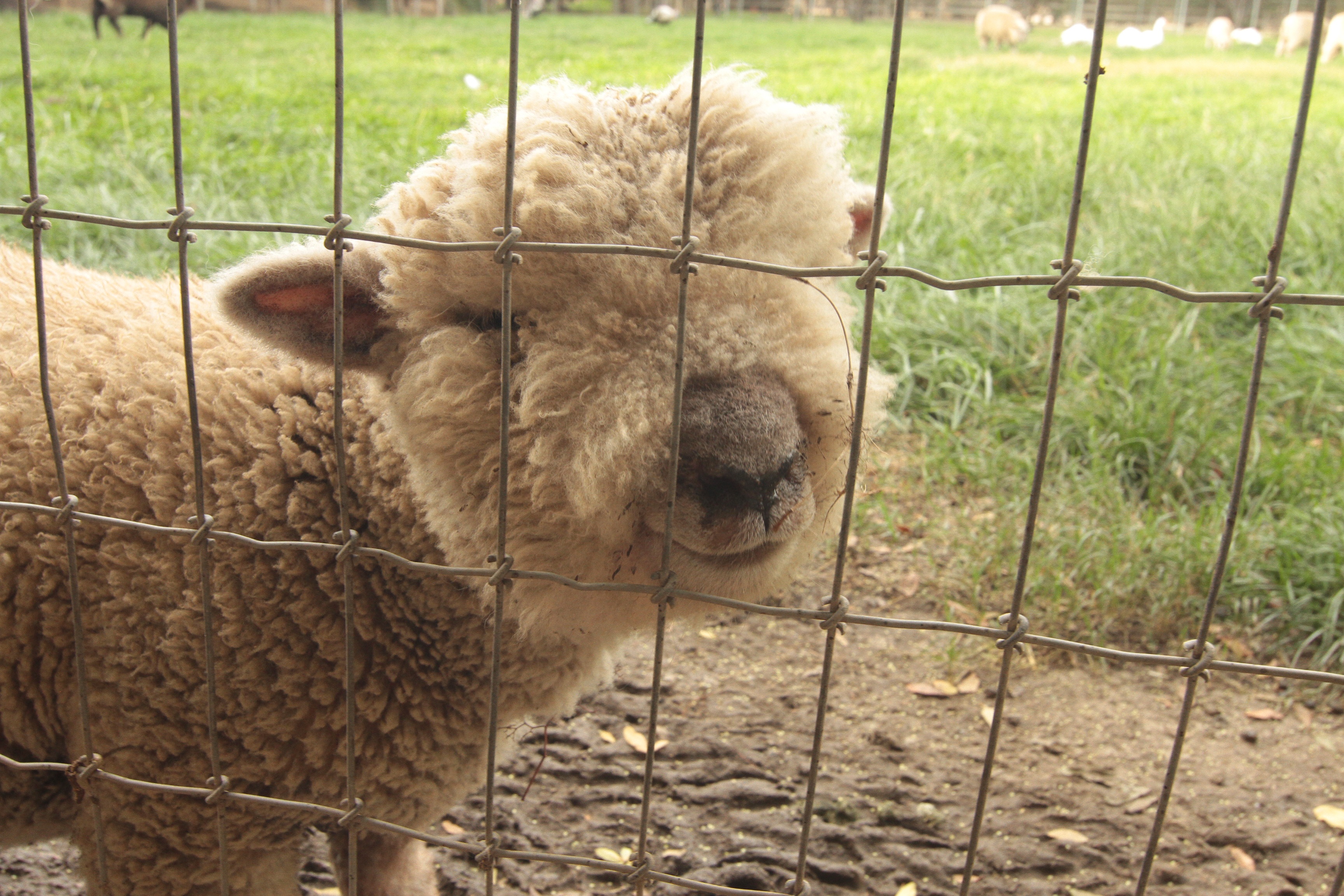 Bêtes de ferme  Nom d'un chien! (3).jpg