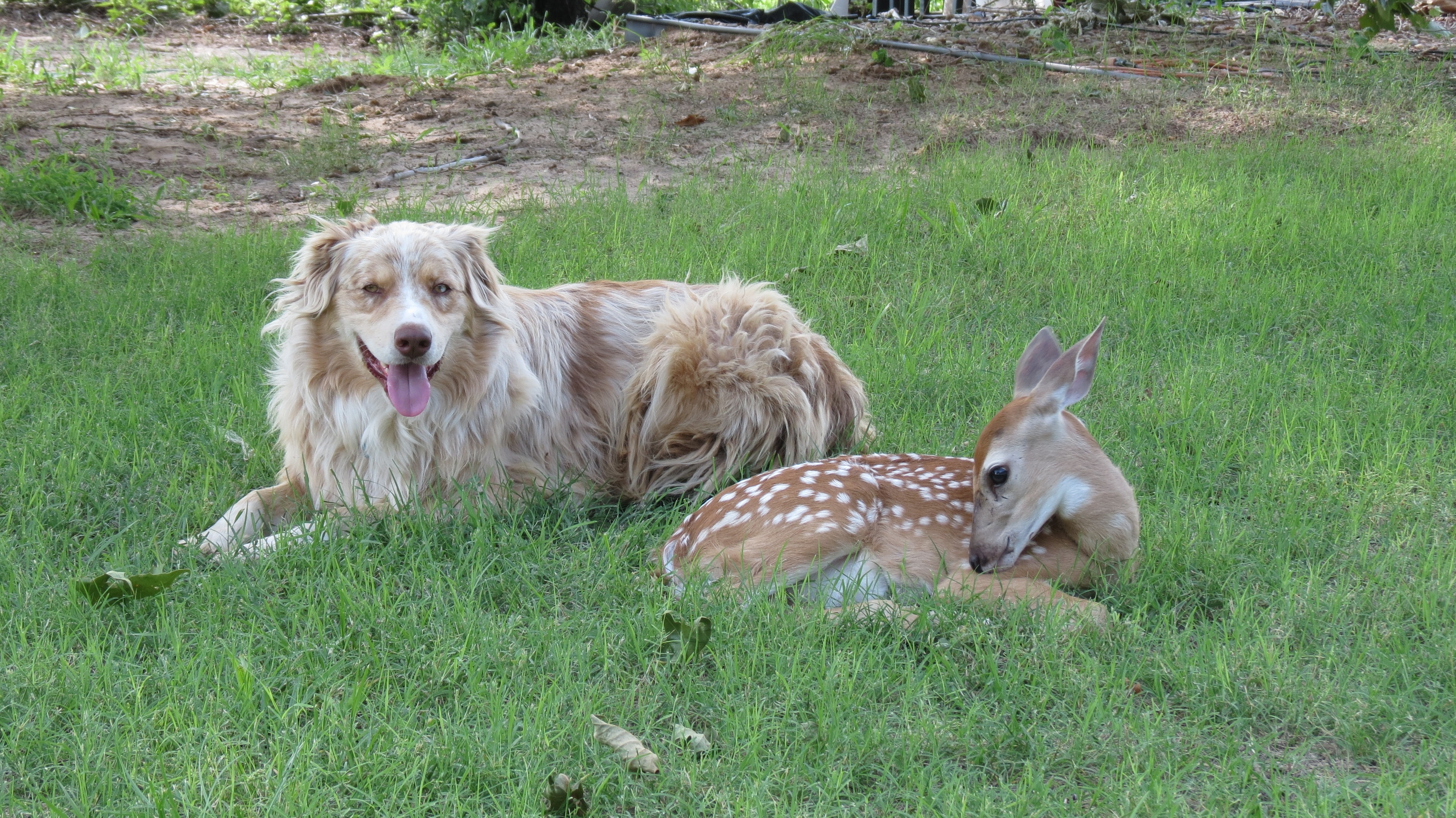 Drôles d'amis  Mon cher chien (1).JPG