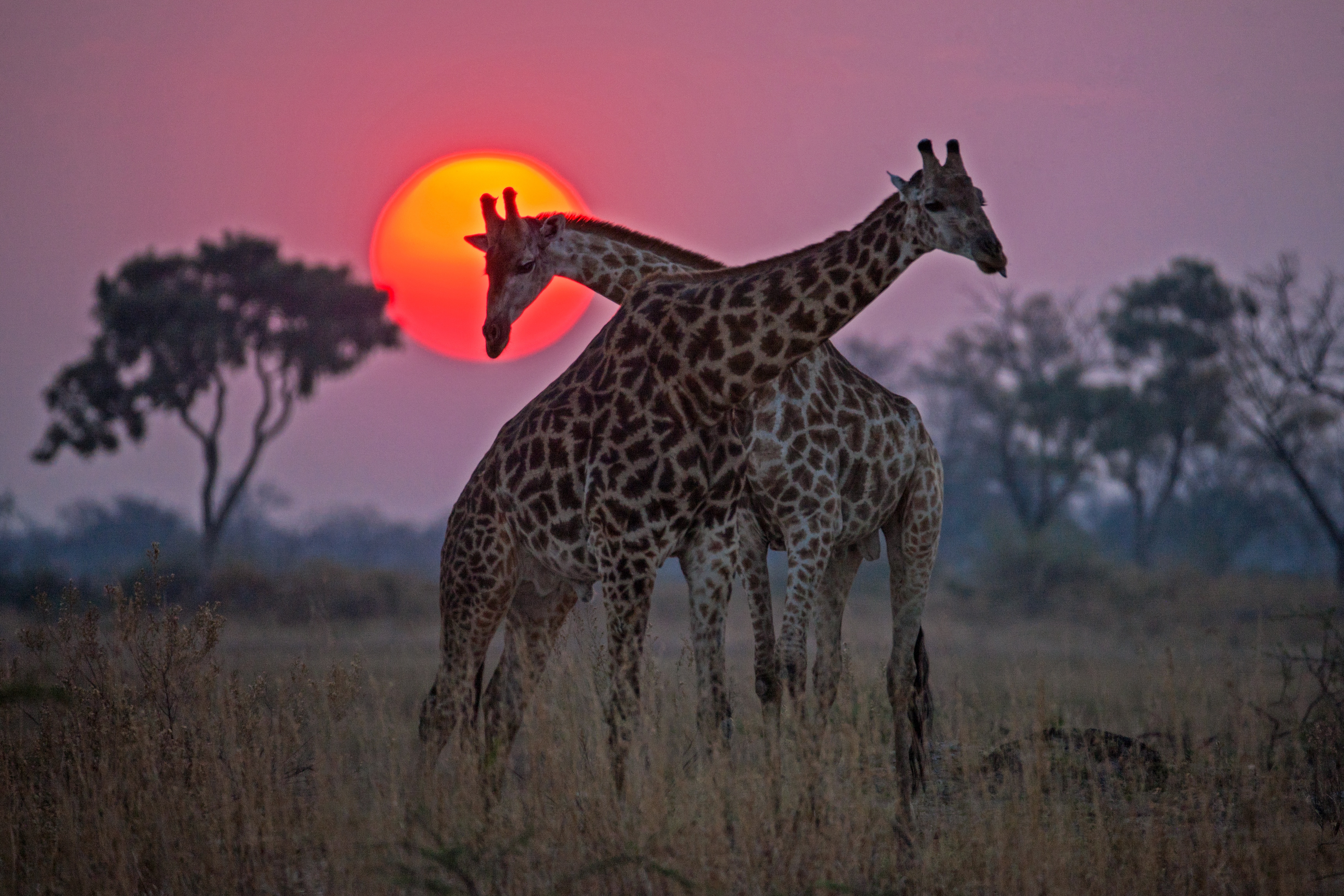 Okavango  Le fleuve des rêves - L'enfer (1).jpg