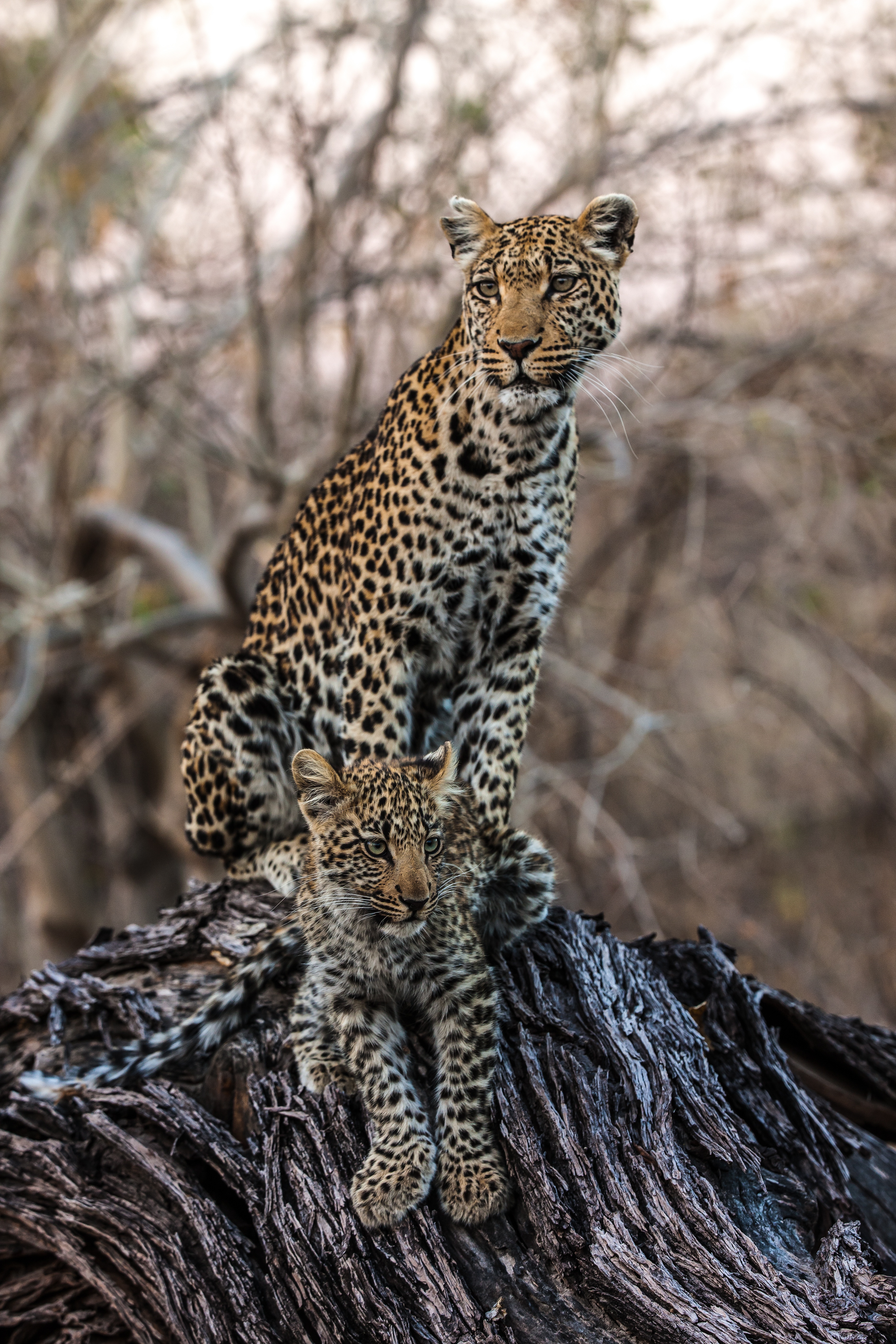 Okavango  Le fleuve des rêves - L'enfer (2).jpg