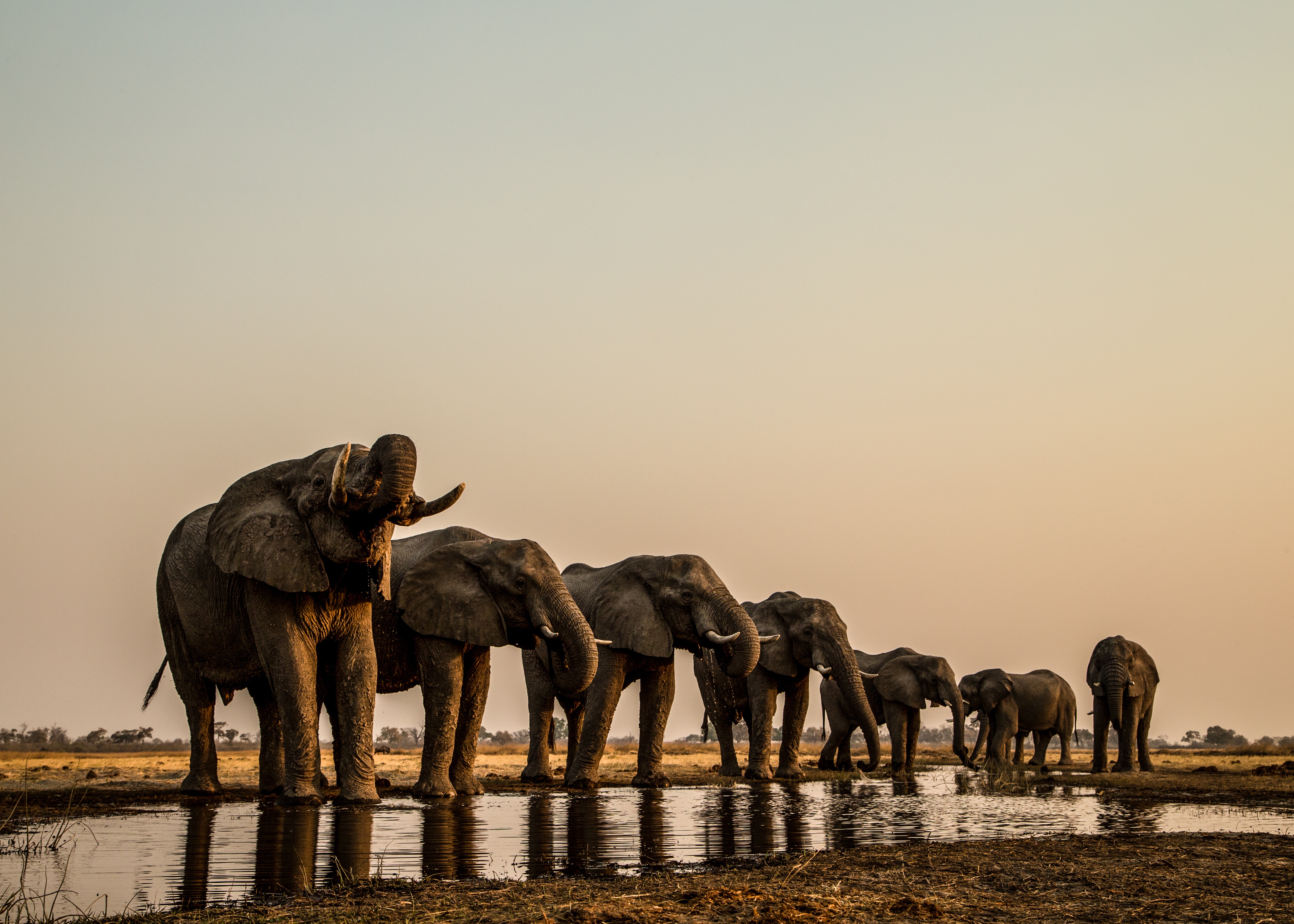 Okavango  Le fleuve des rêves - L'enfer (4).jpg