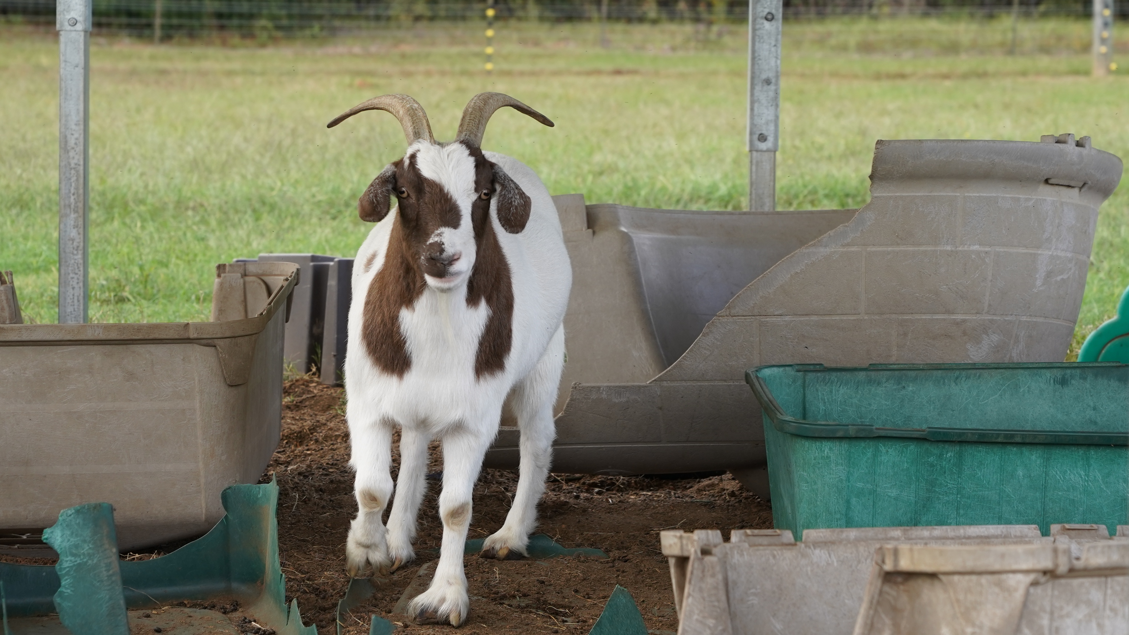 Panpan Montana (2).jpg