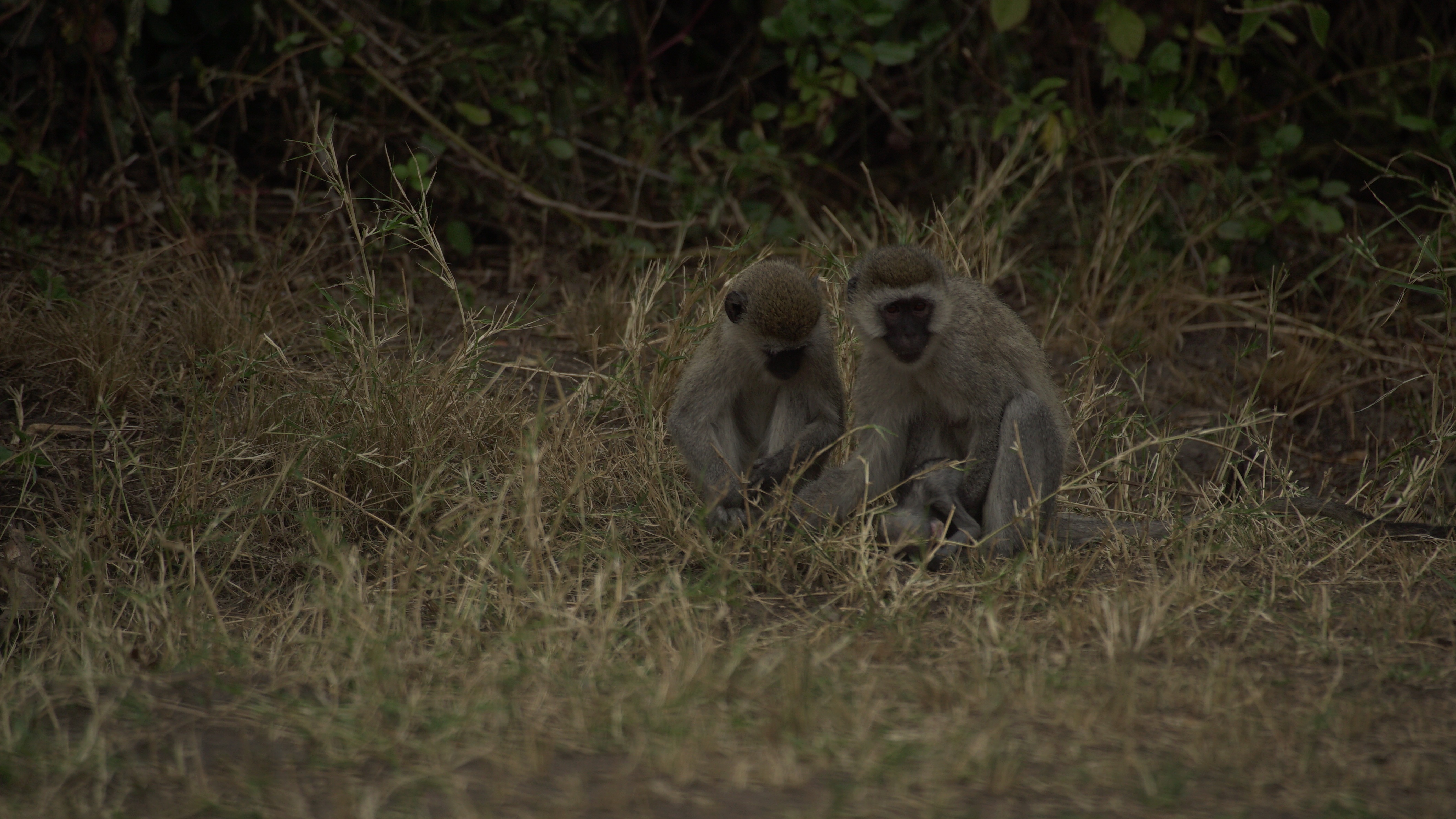 Destination Wild  Les merveilles de l'Afrique - Le Rwanda (3).jpg