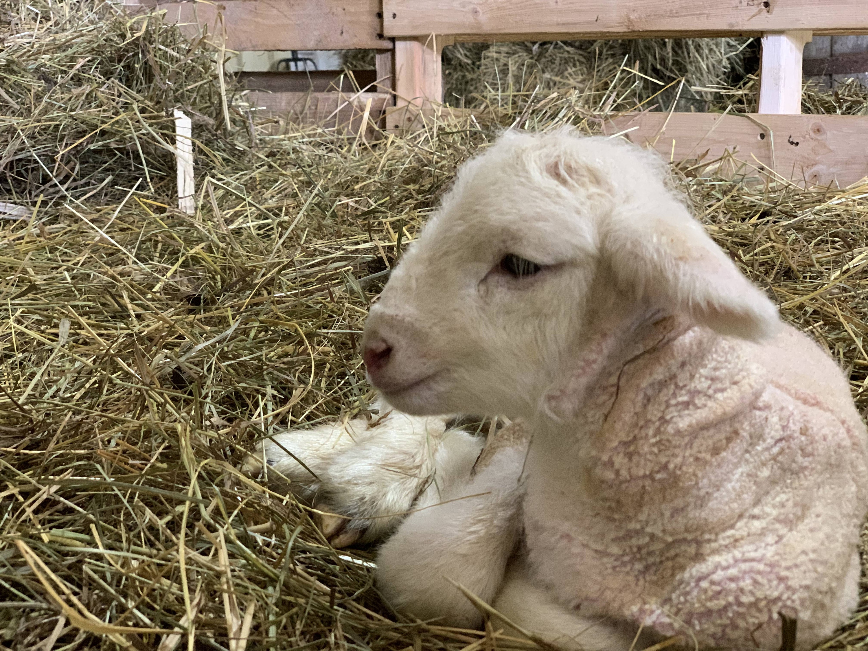 Les brebis sont-elles enceintes (3).jpg