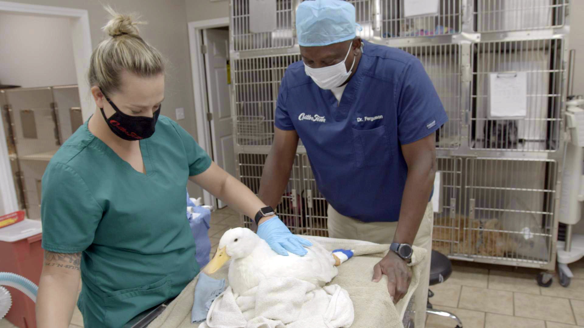 Vétérin’hair (1).jpg