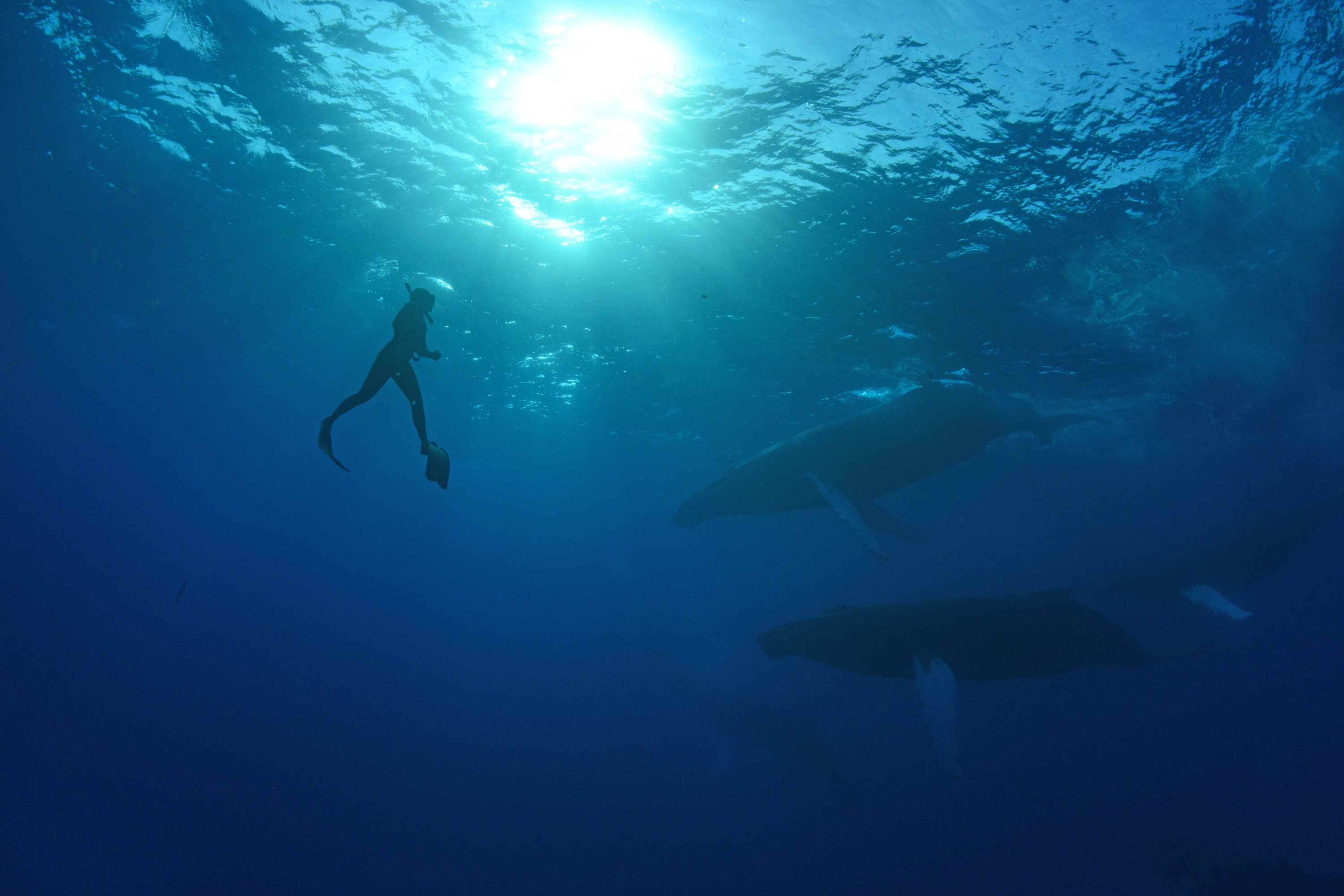 OceanXplorers (1).jpg