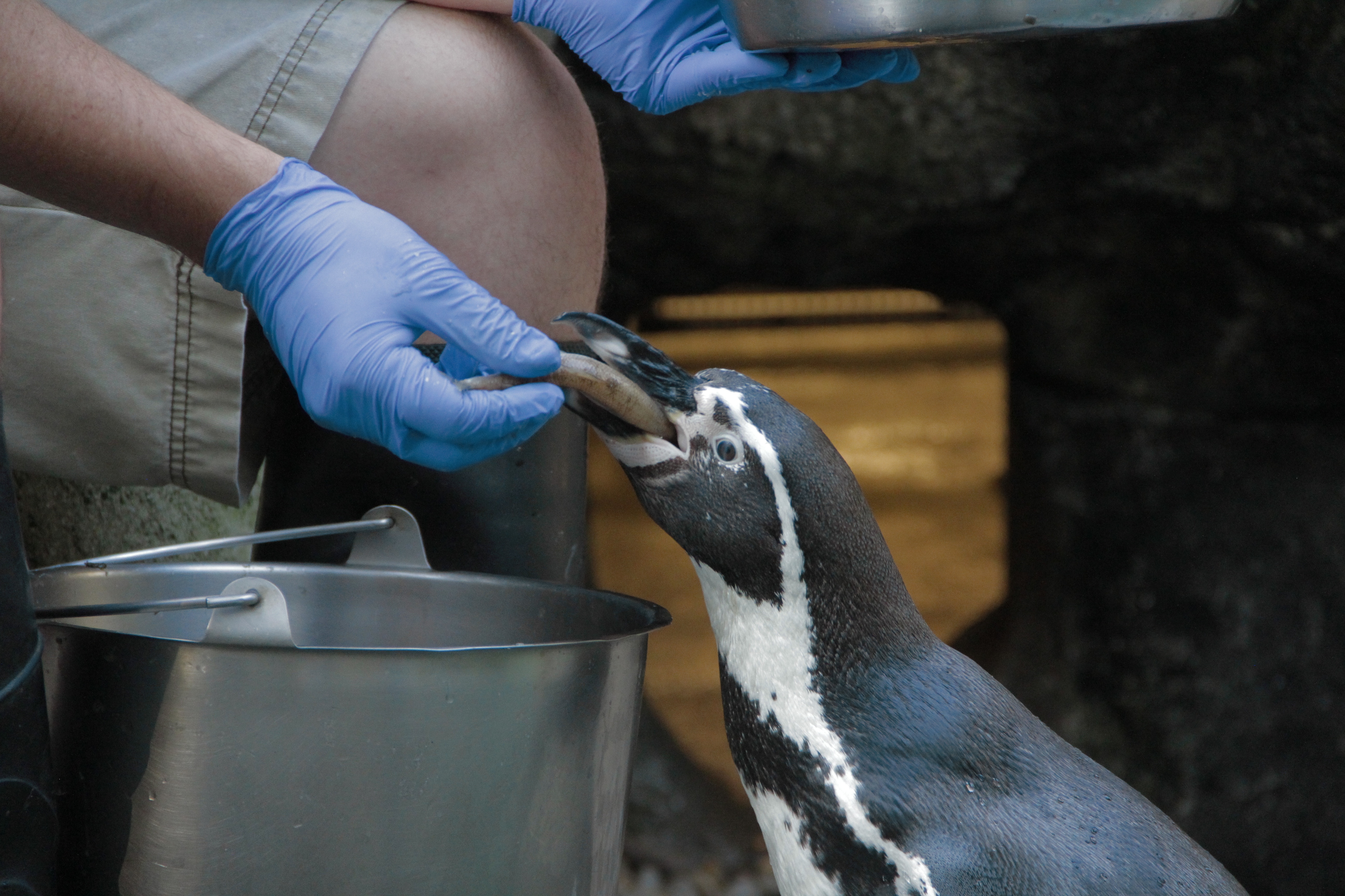 Au cœur du zoo  Girafon à l’approche (3).jpg