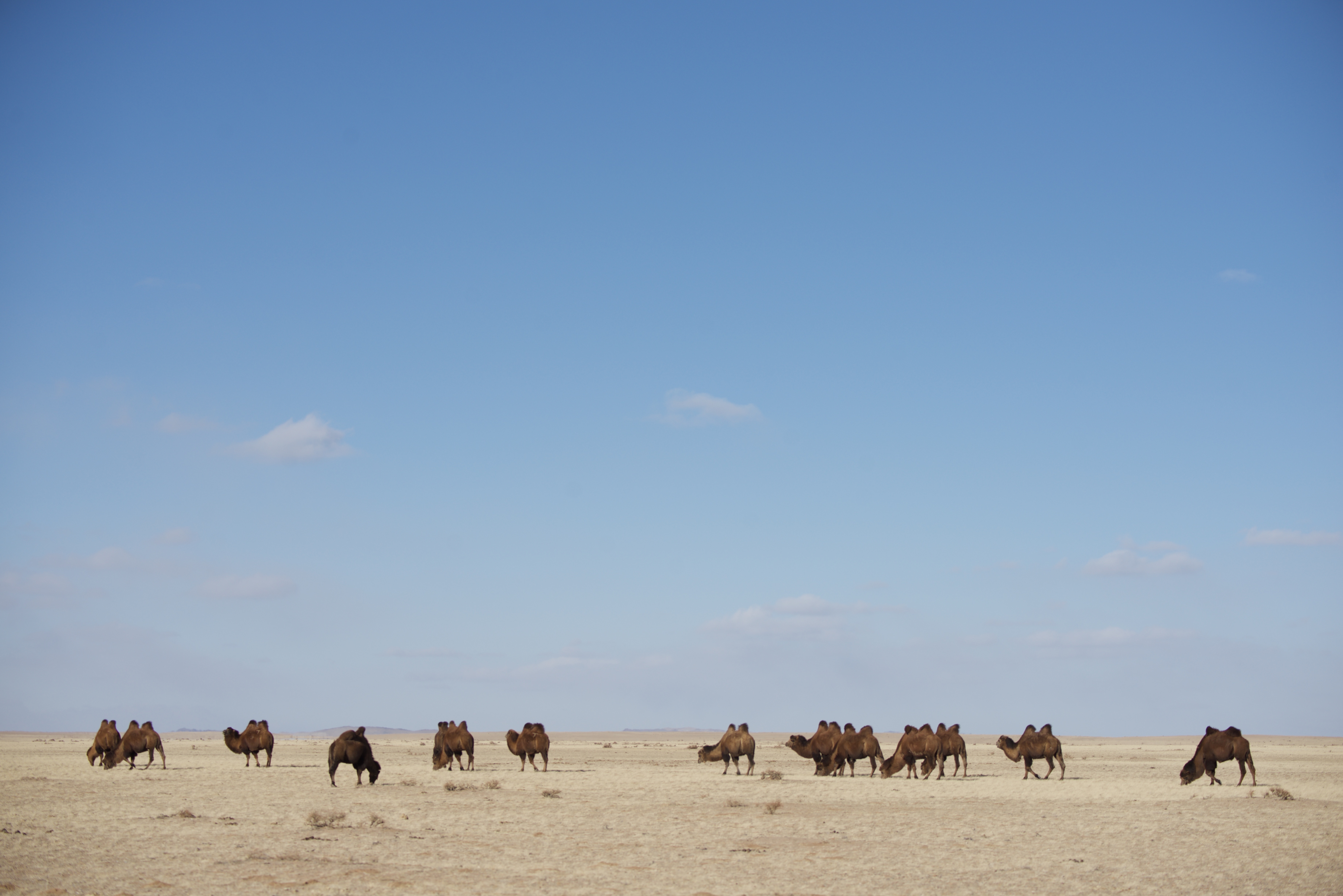 Destination Wild Mongolie  Les survivants du désert (3).jpg