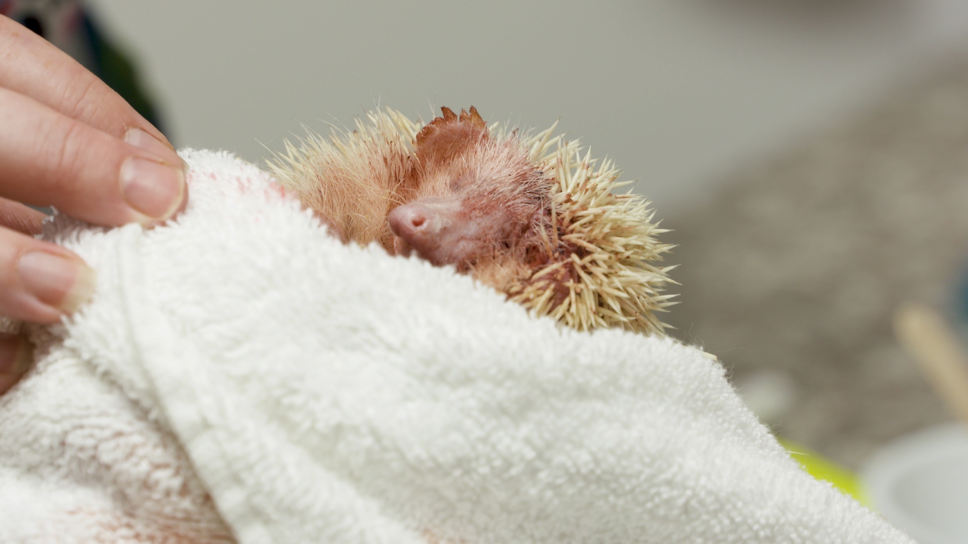 La clinique des animaux exotiques  Un furet glouton (1).jpg