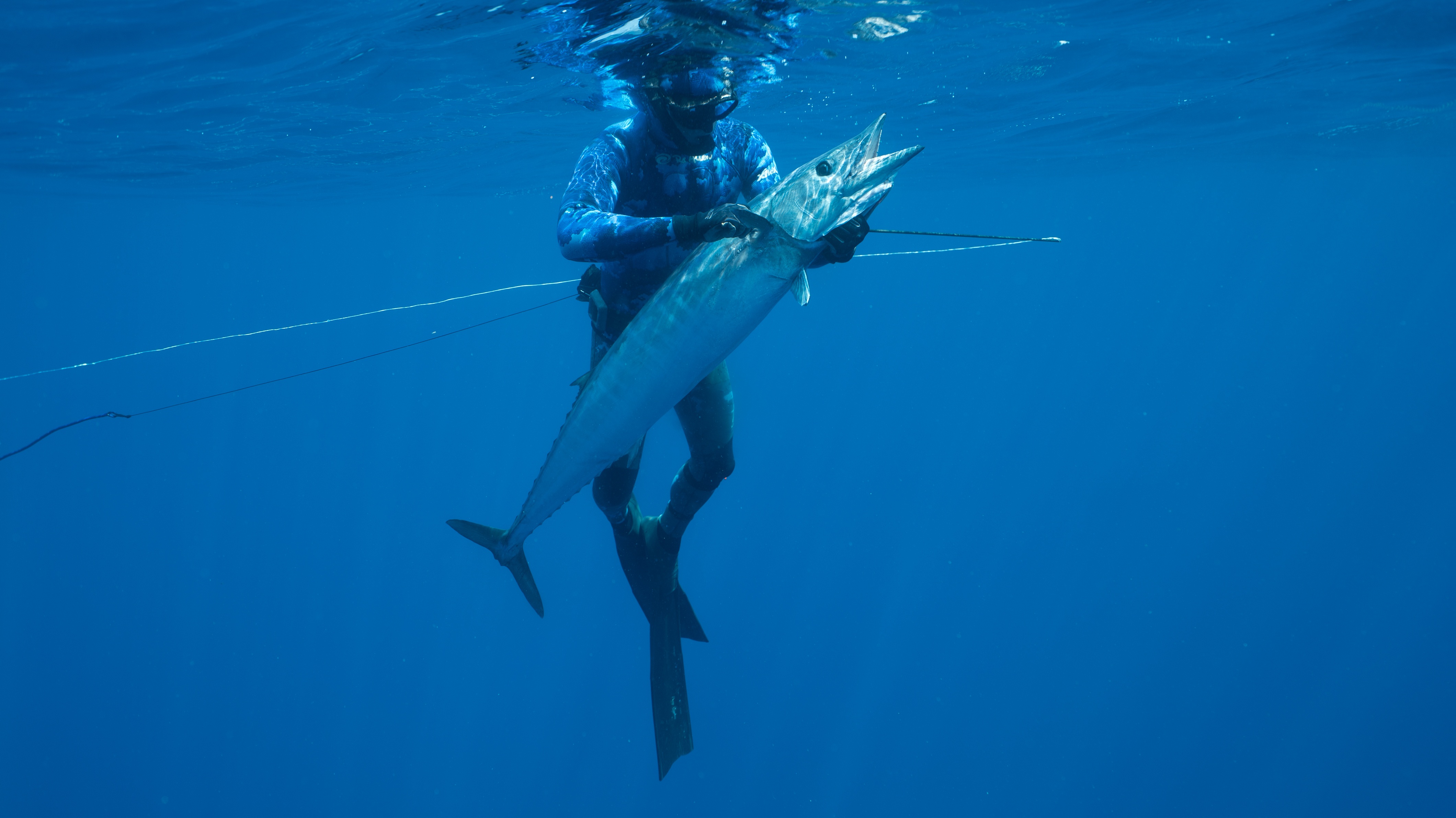 Requin VS Thon (3).jpg