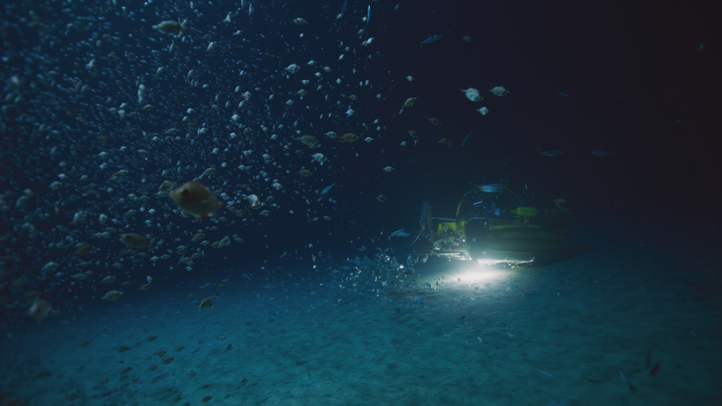 Jurassic Shark (1).jpg