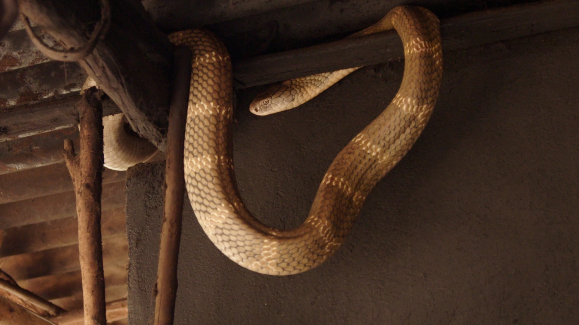 Le roi des serpents (1).jpg