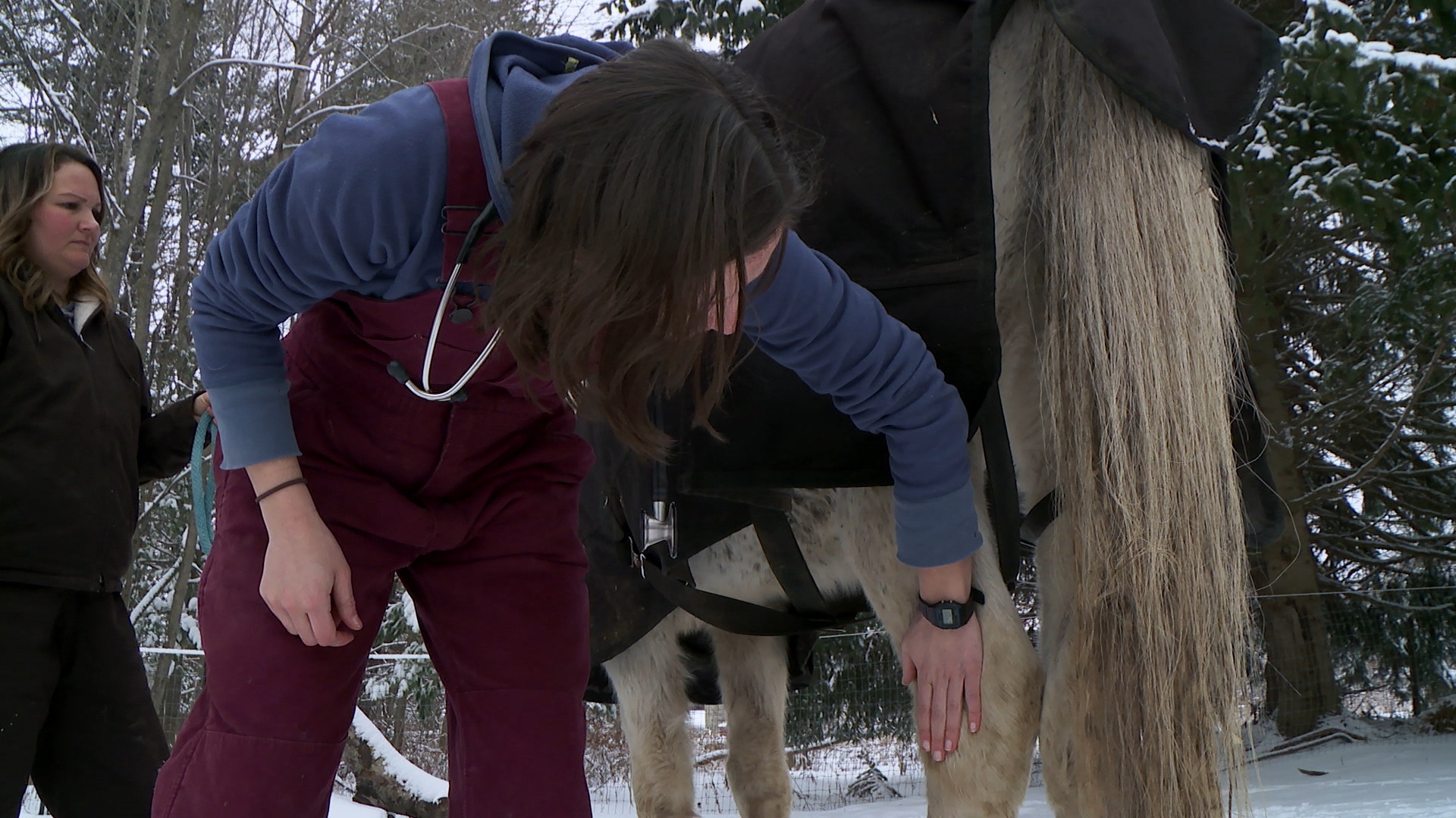 L'incroyable Dr Pol  Perte de poils (1).JPG