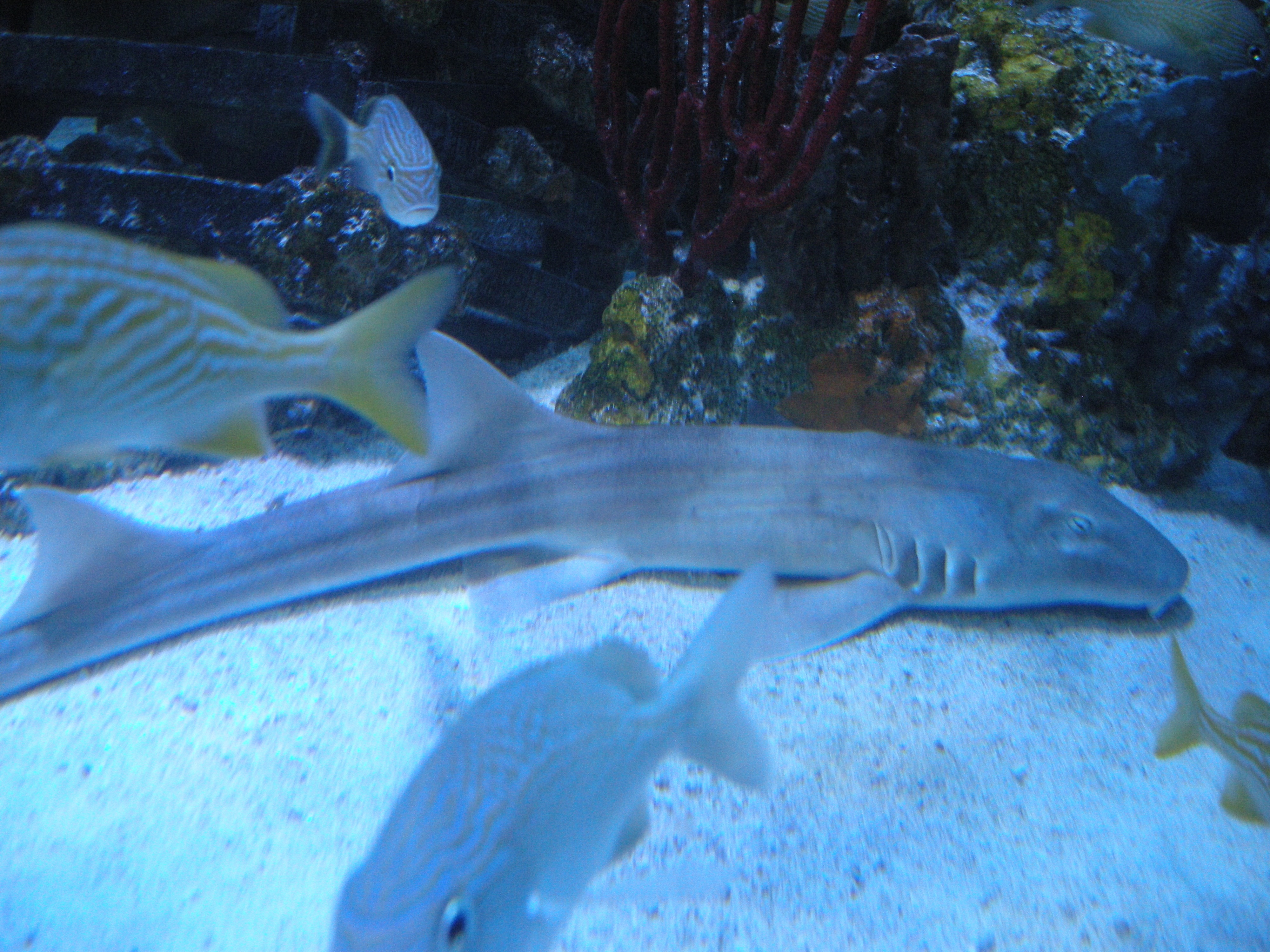 Les rois des aquariums  La petite sirène (1).JPG