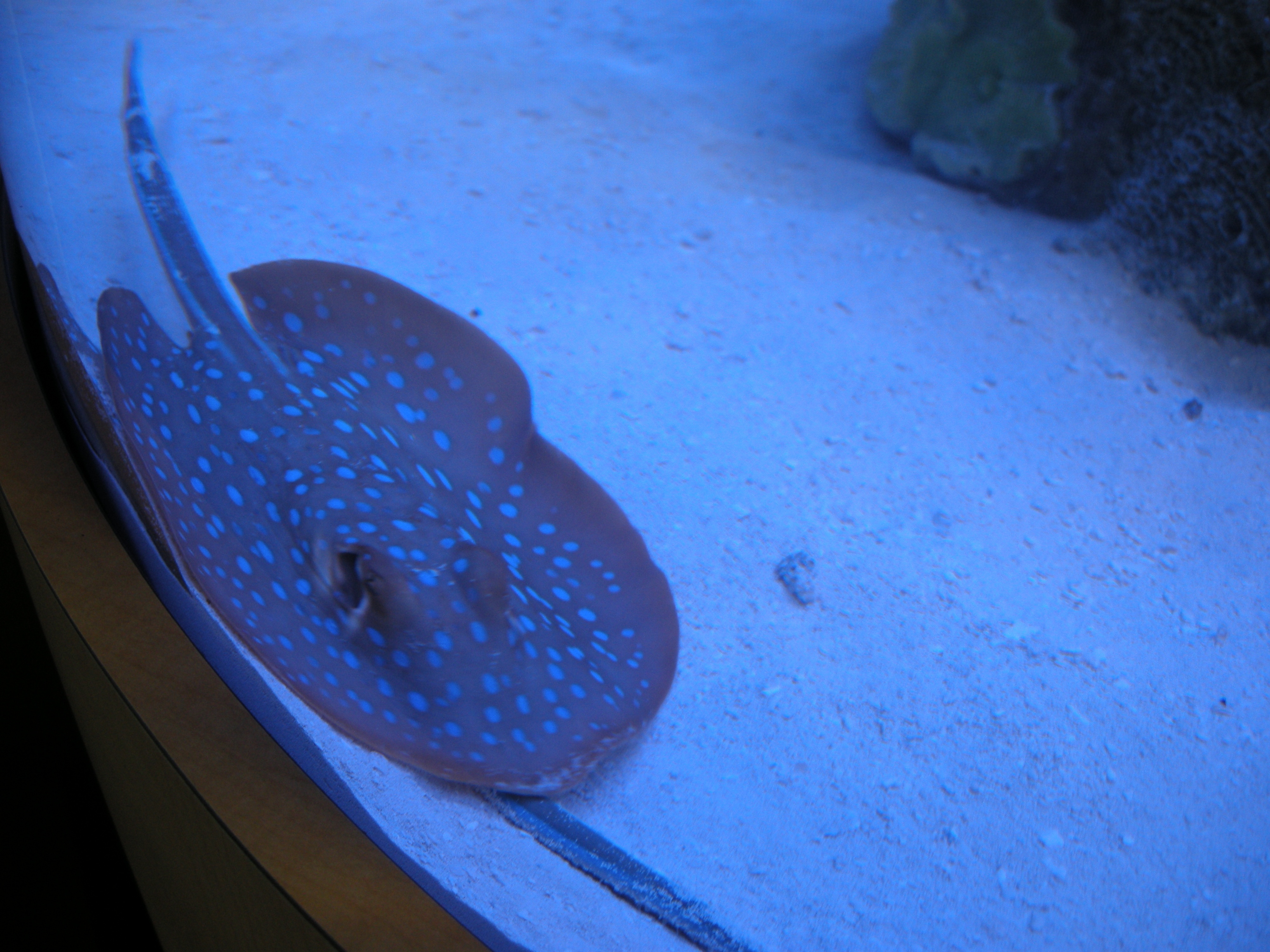 Les rois des aquariums  La petite sirène (3).JPG