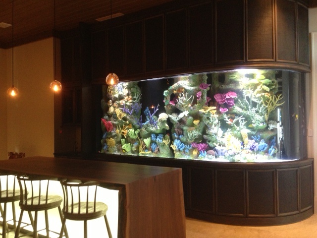 Les rois des aquariums  Méduses en or (2).JPG