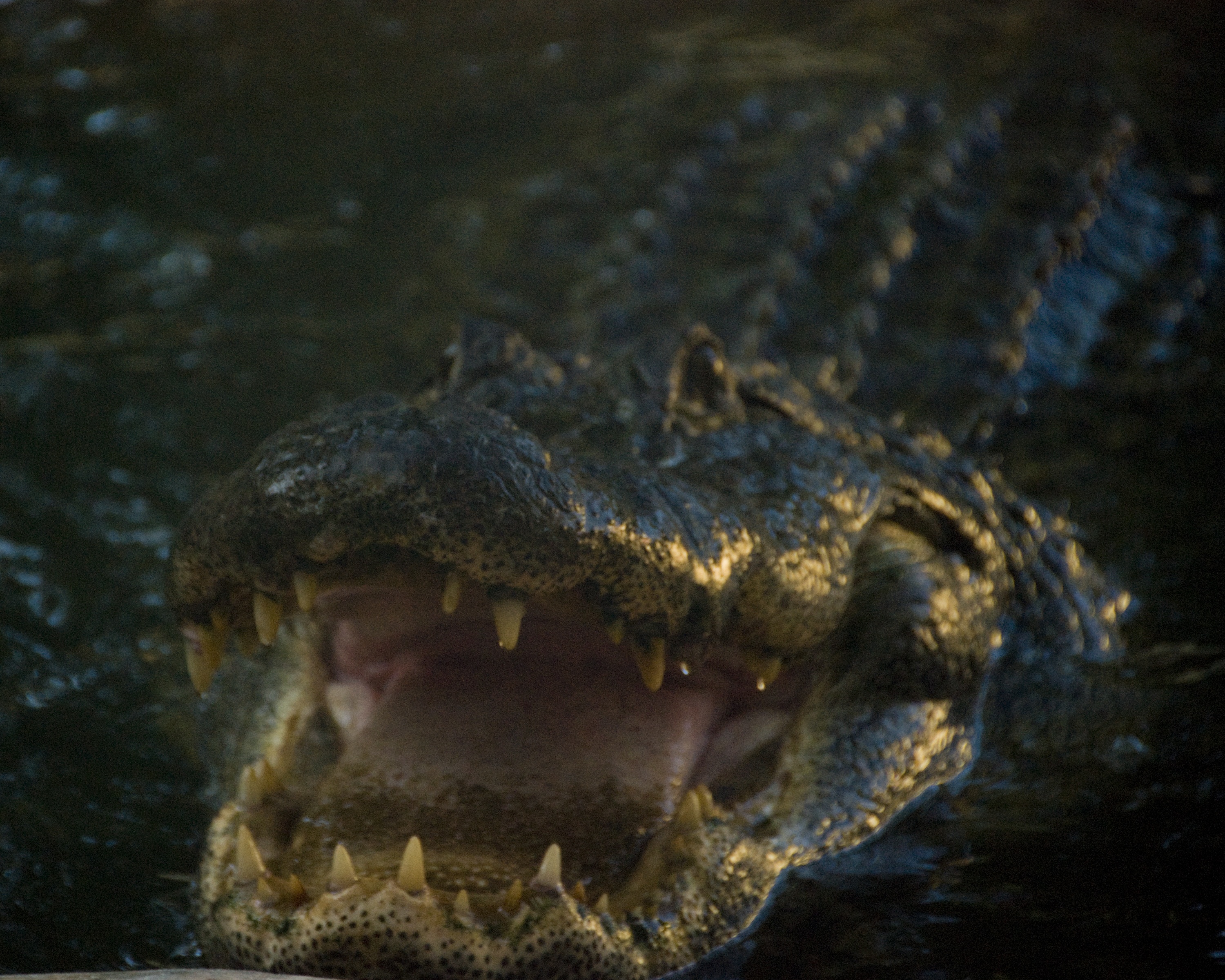Les cowboys des marais  Evasion chez les alligators (1).JPG