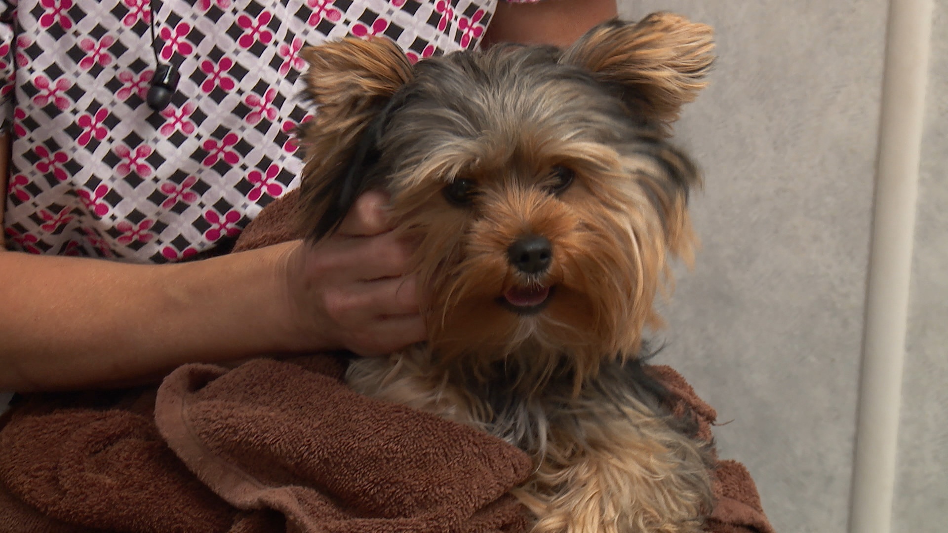 Festin de chien!  Des aiguilles  (2).JPG