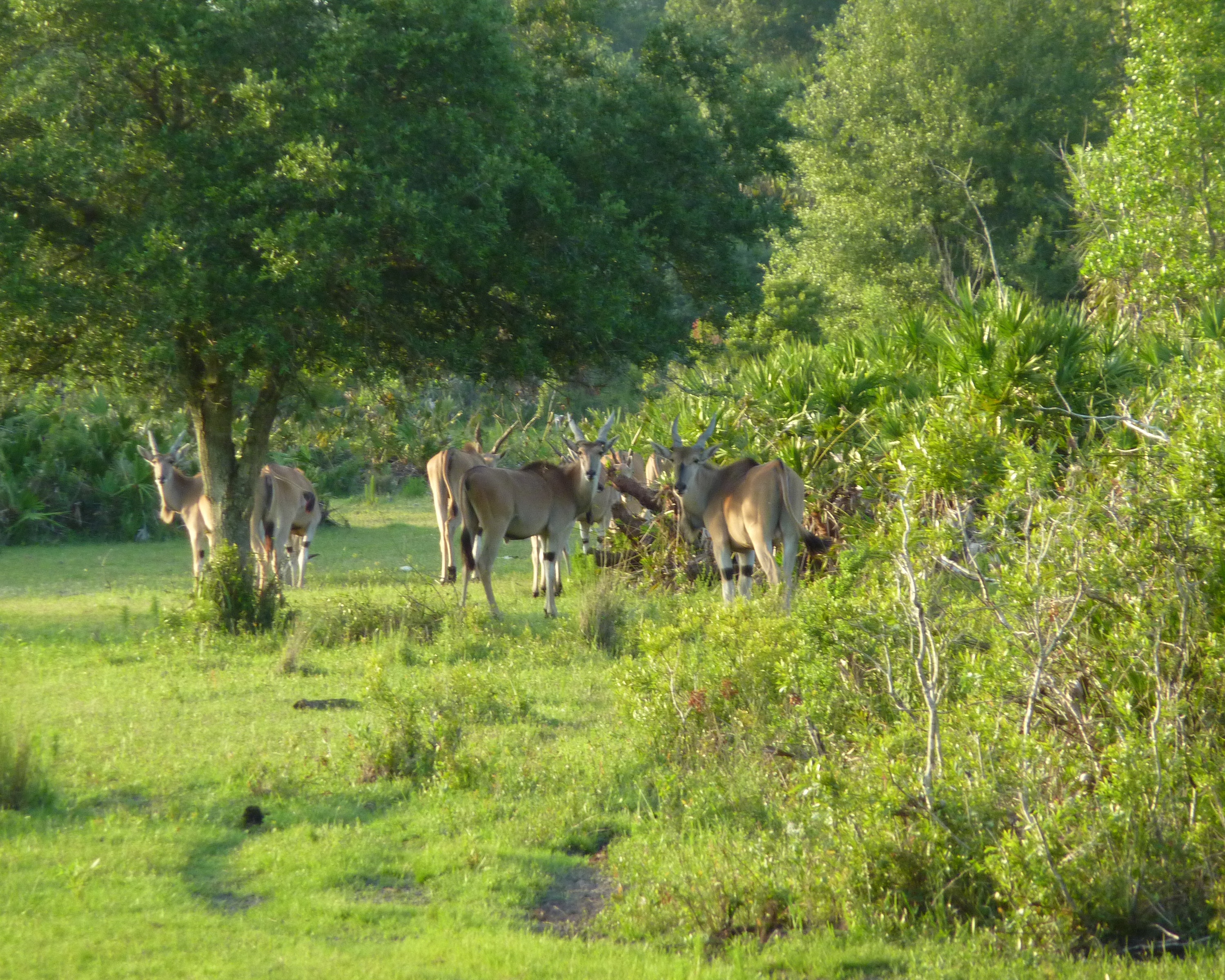 Les cowboys des marais  Tempête en vue (1).JPG