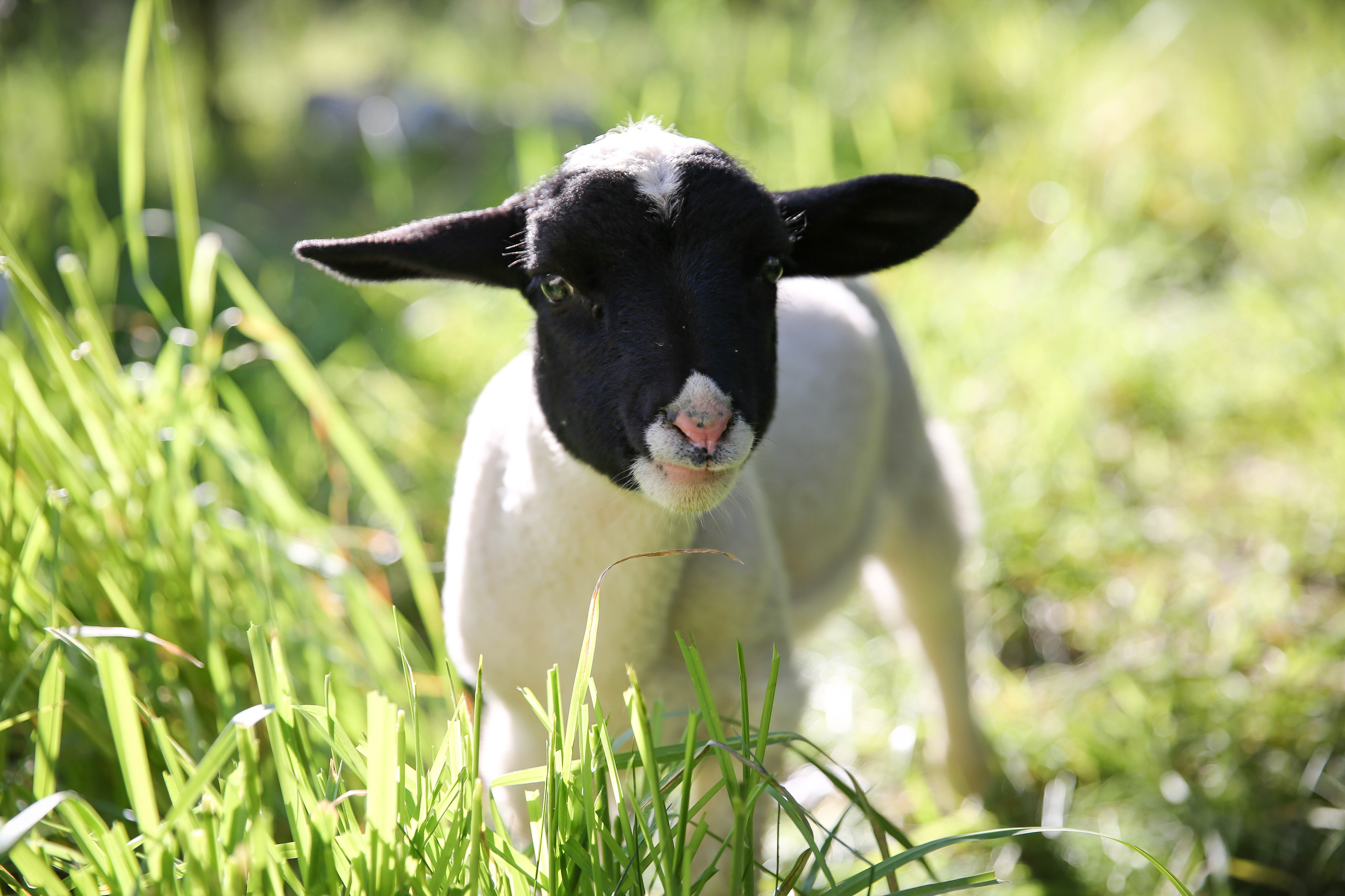This Little Lamb (1).jpg