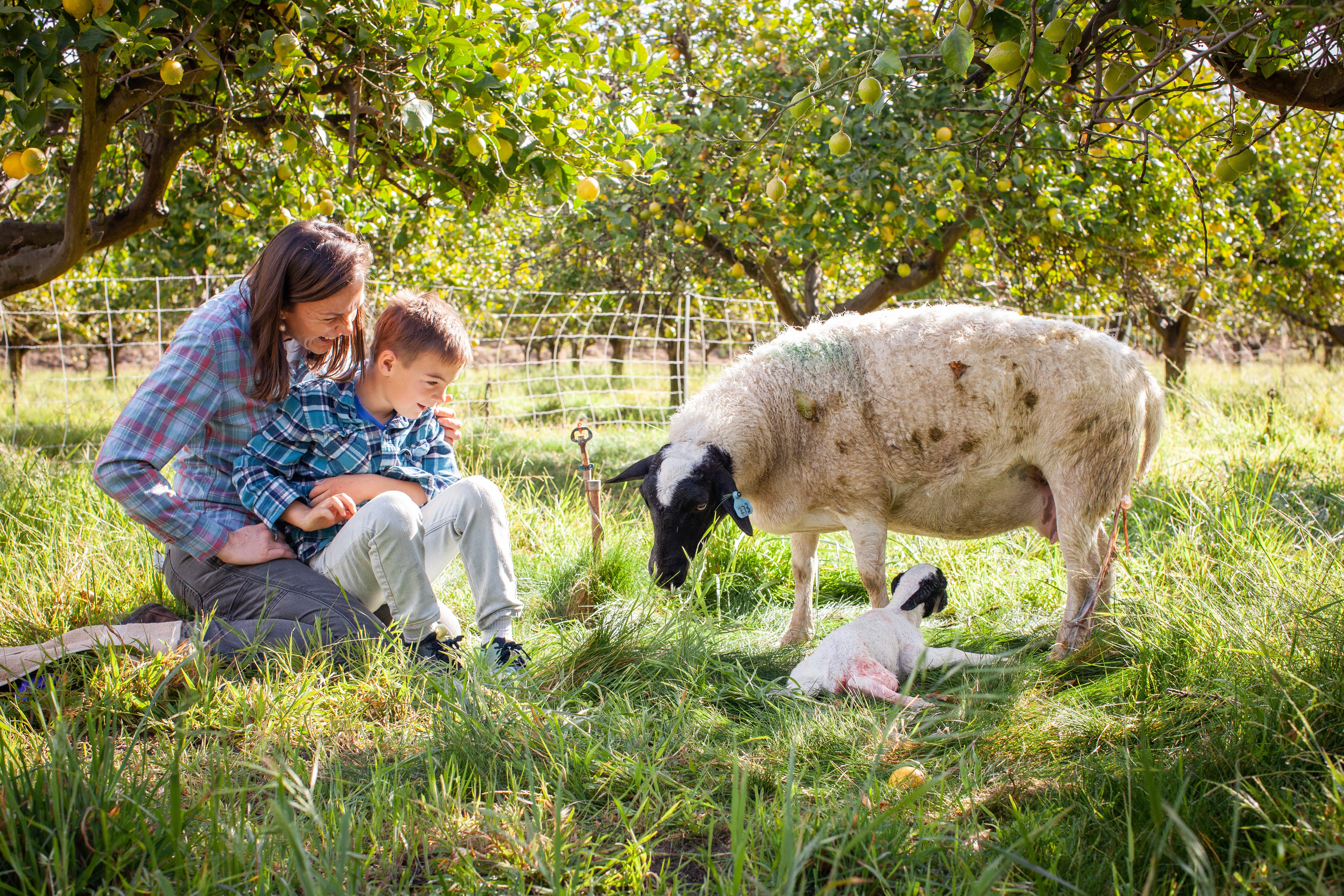 This Little Lamb (3).jpg