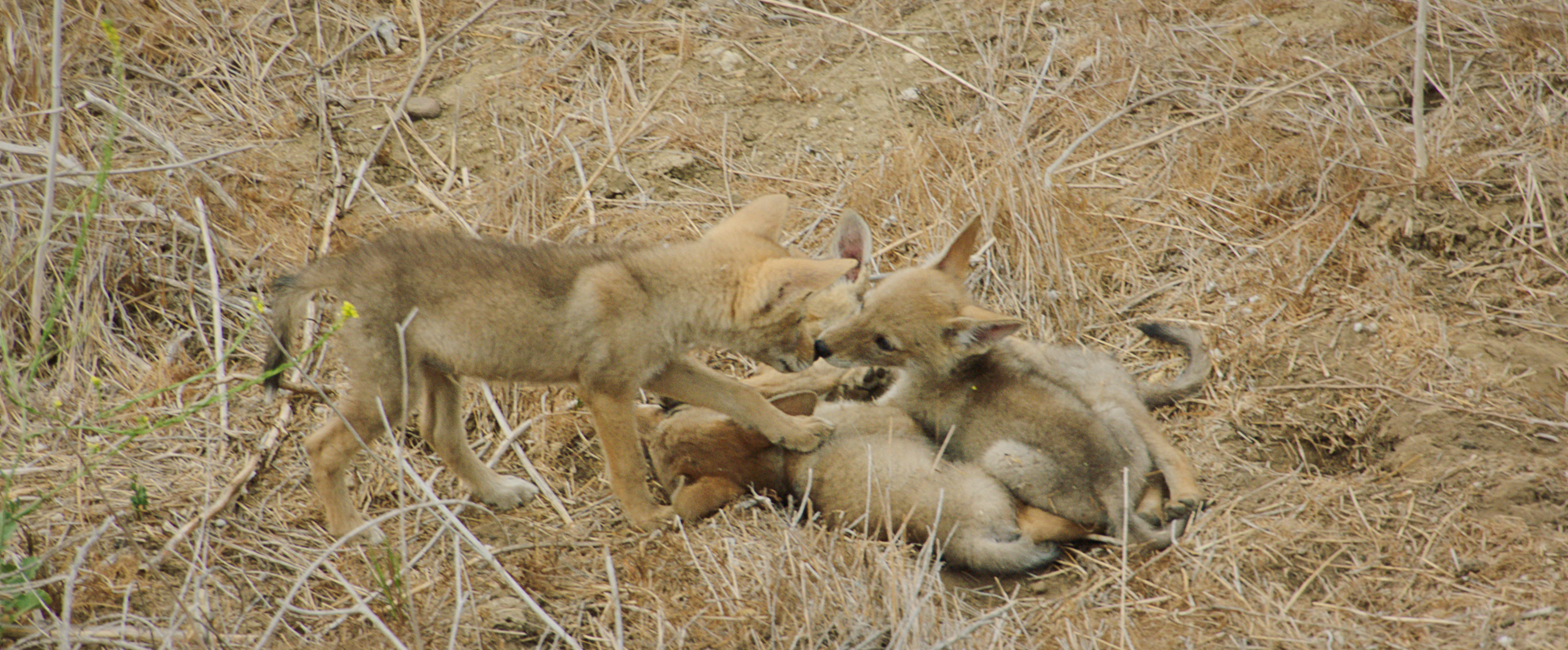 The Lone Pup (1).tif