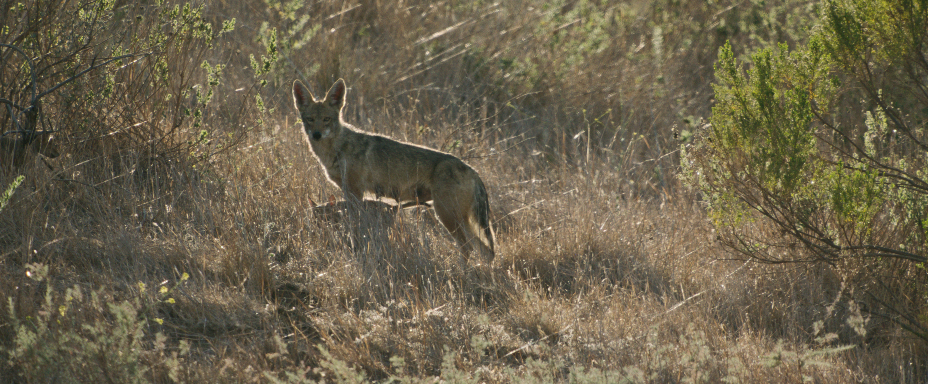 The Lone Pup (2).tif