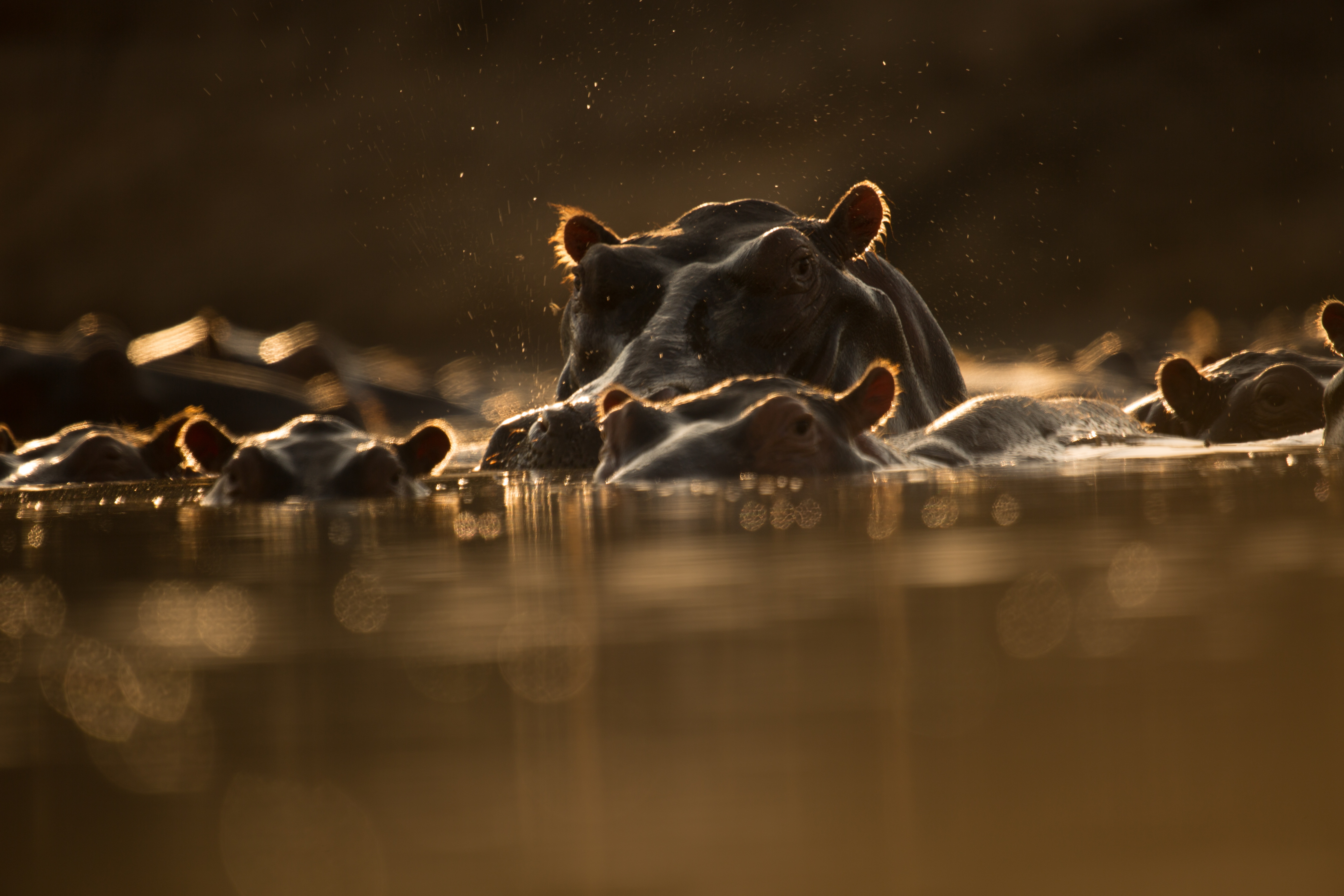 Killer Safari  (2).jpg