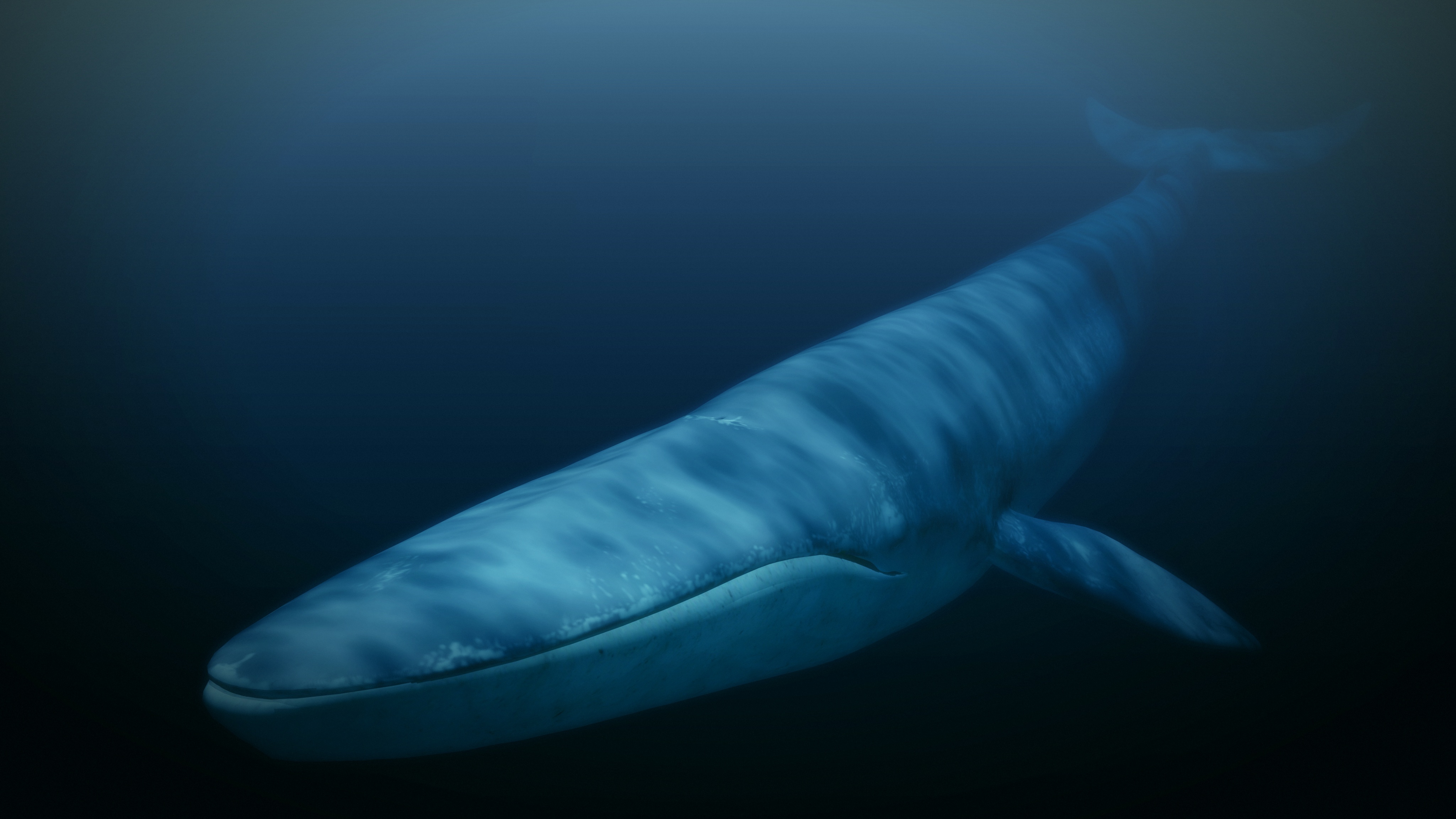 Kingdom of The Blue Whale.JPG