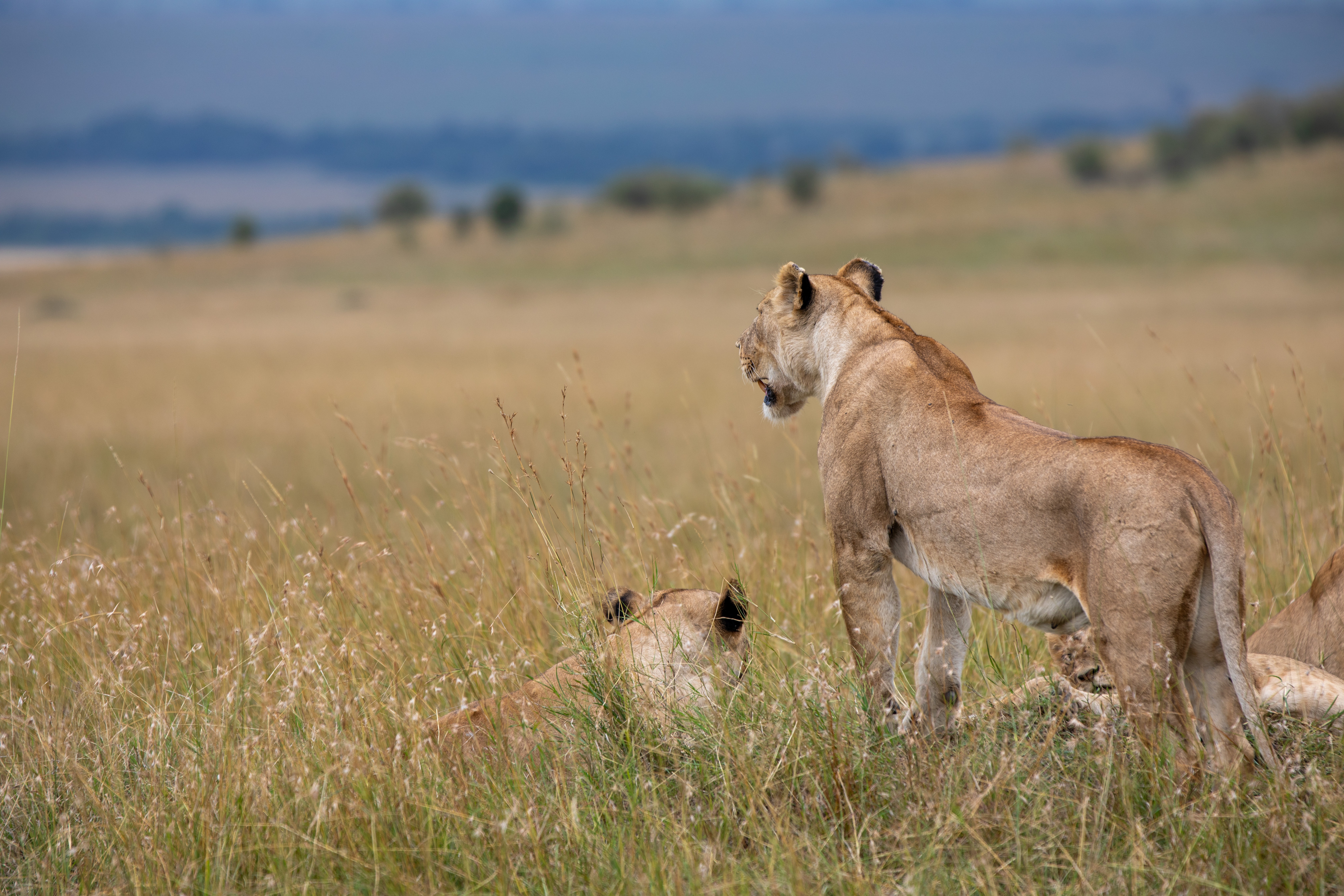 101_ChapterOne_APrinceIsBorn_Lion_07.jpg