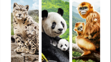 NÉS EN CHINE - Découvrez la nouvelle bande-annonce du film