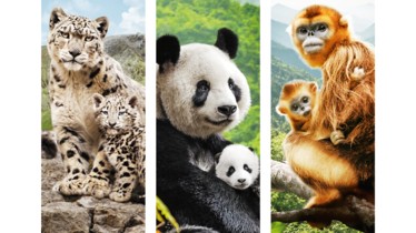NÉS EN CHINE | Découvrez une deuxième famille d'animaux ... les singes dorés!