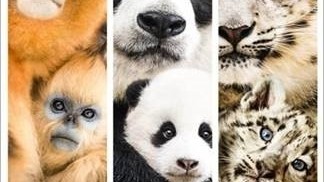 Nés en Chine - Découvrez cinq moments de tendresse entre une maman panda et son bébé