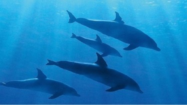 L’observatoire du BHV MARAIS et Disneynature présentent « BLUE », une exposition dédiée à l’océan avec la fondation Tara Expéditions du 17 mars au 8 avril 2018