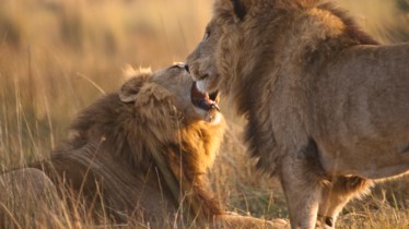 Bulletin de programmes National Geographic Wild Semaine 8